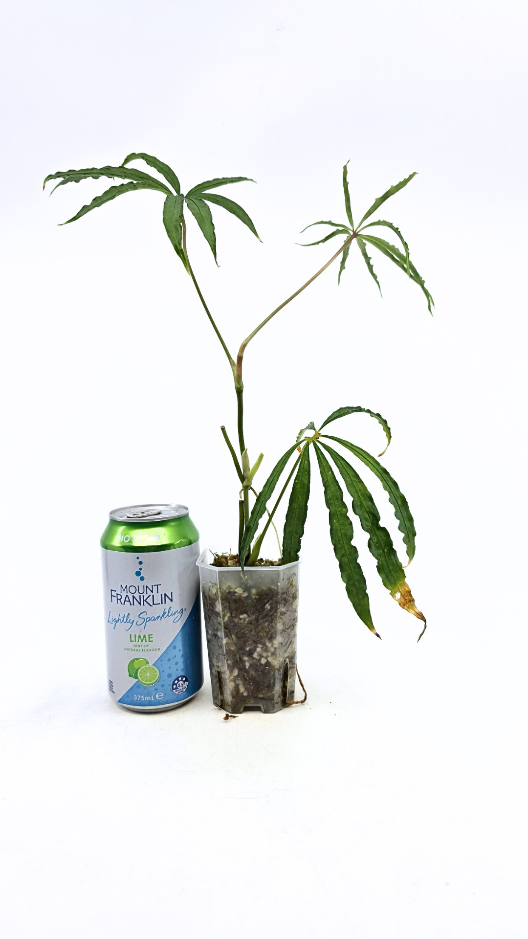 Hard to find vining house plant Anthurium Polystictum available for sale at rare plant shop The Leaf Gallery in Perth, Western Australia.