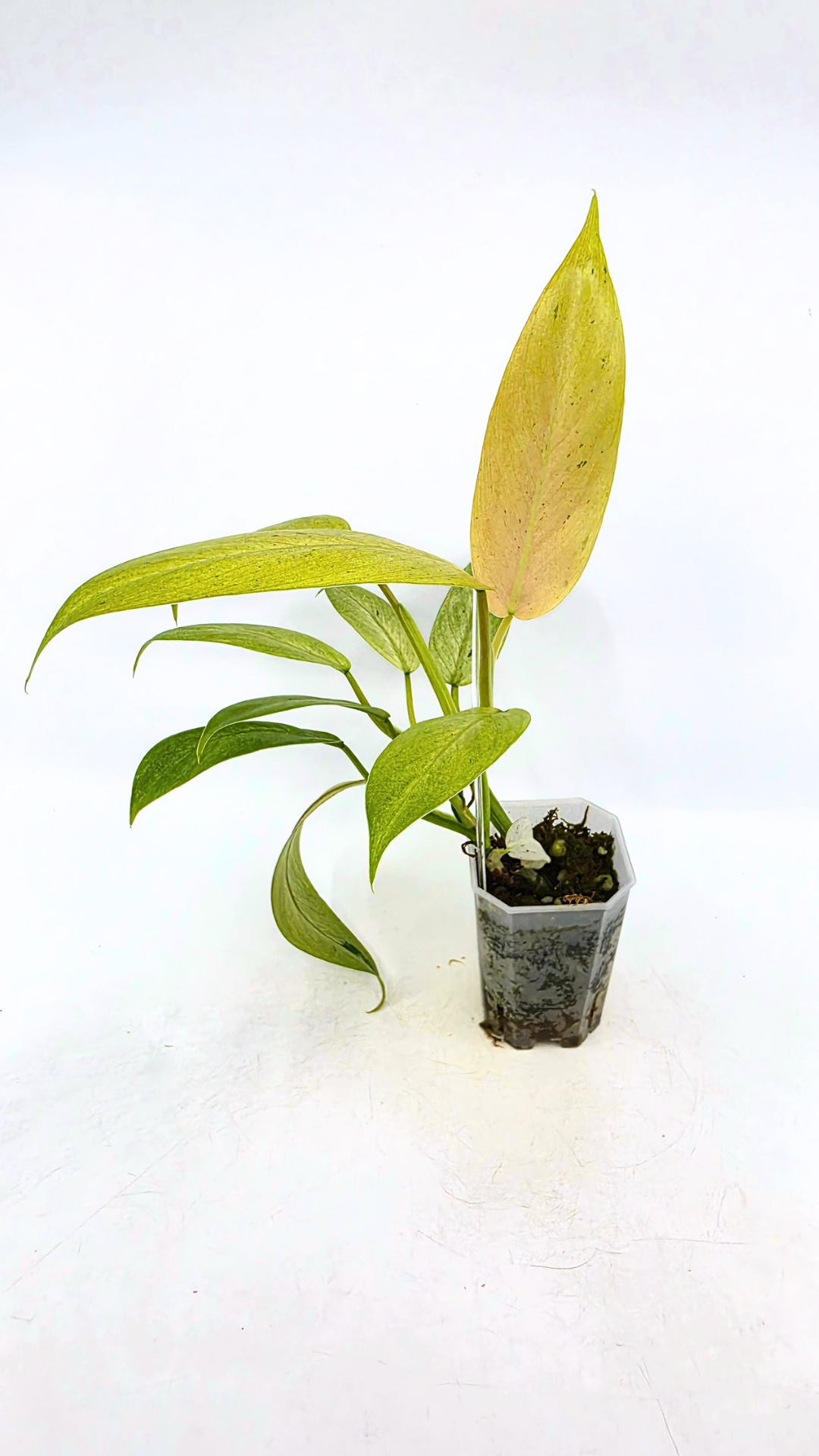 Rare indoor plant Philodendron Whipple Way available for sale at rare plant shop The Leaf Gallery in Perth, Western Australia