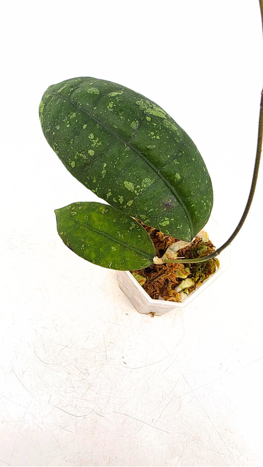 Rare waxplant Hoya Aff Lambii available for sale at rare indoor plant shop The Leaf Gallery in Perth, Western Australia.