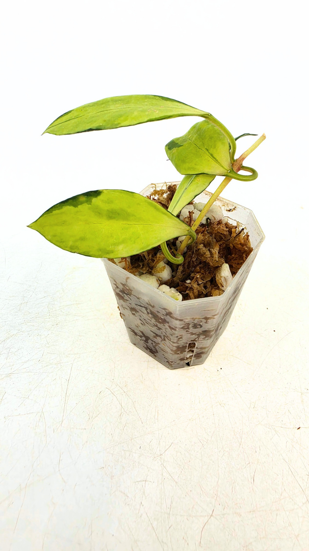 Rare hoya Walliniana Varigated available for sale at rare plant shop The Leaf Gallery in Perth, Western Australia