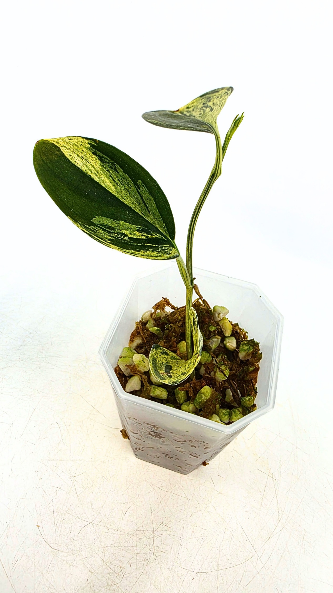 Rare indoor plant Scindapsus Treubii Dark Aurea Varigated available for sale at rare house plant shop The Leaf Gallery in Perth, Western Australia
