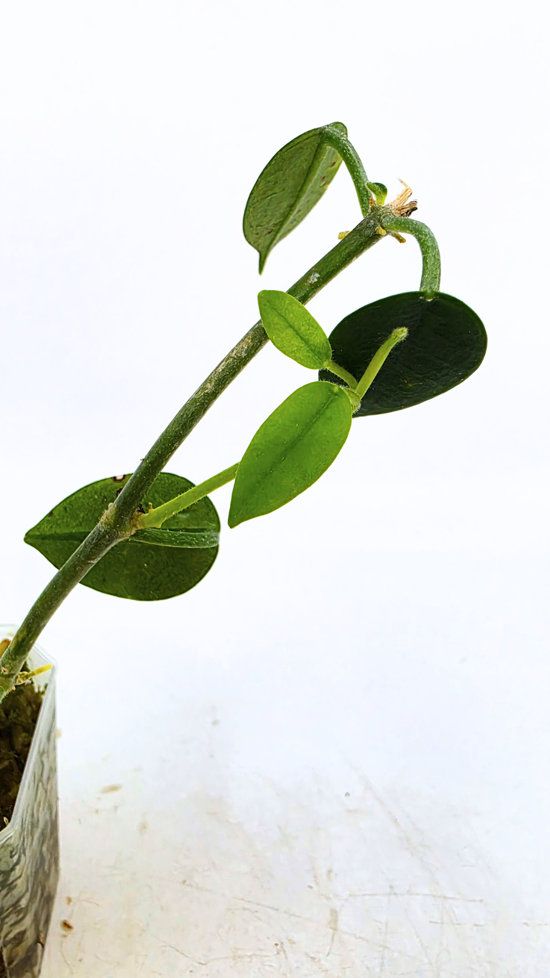 Rare waxplant Hoya Lithophytica available for sale at rare indoor plant shop The Leaf Gallery in Perth, Western Australia