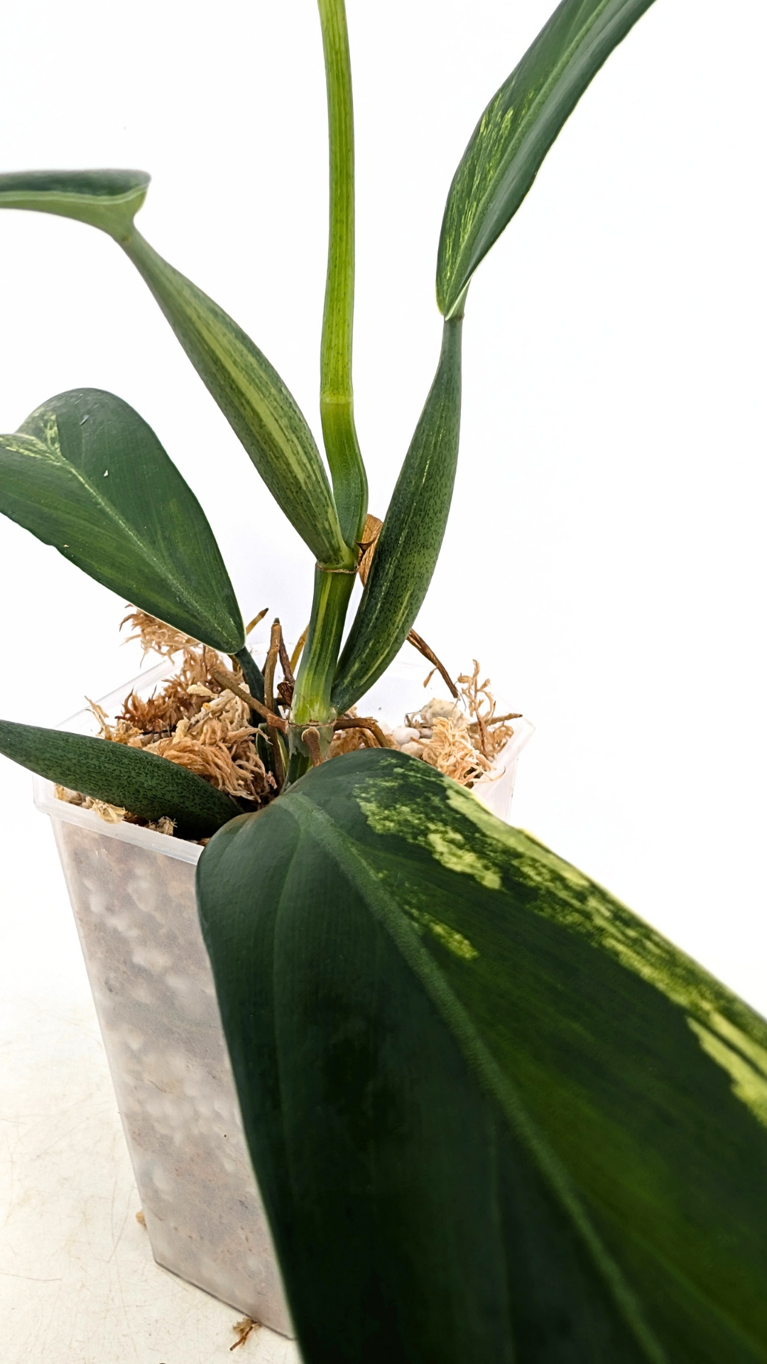 Super Rare indoor plant Philodendron Panduriforme variegated available for sale at rare house plant shop The Leaf Gallery in Perth, Western Australia.