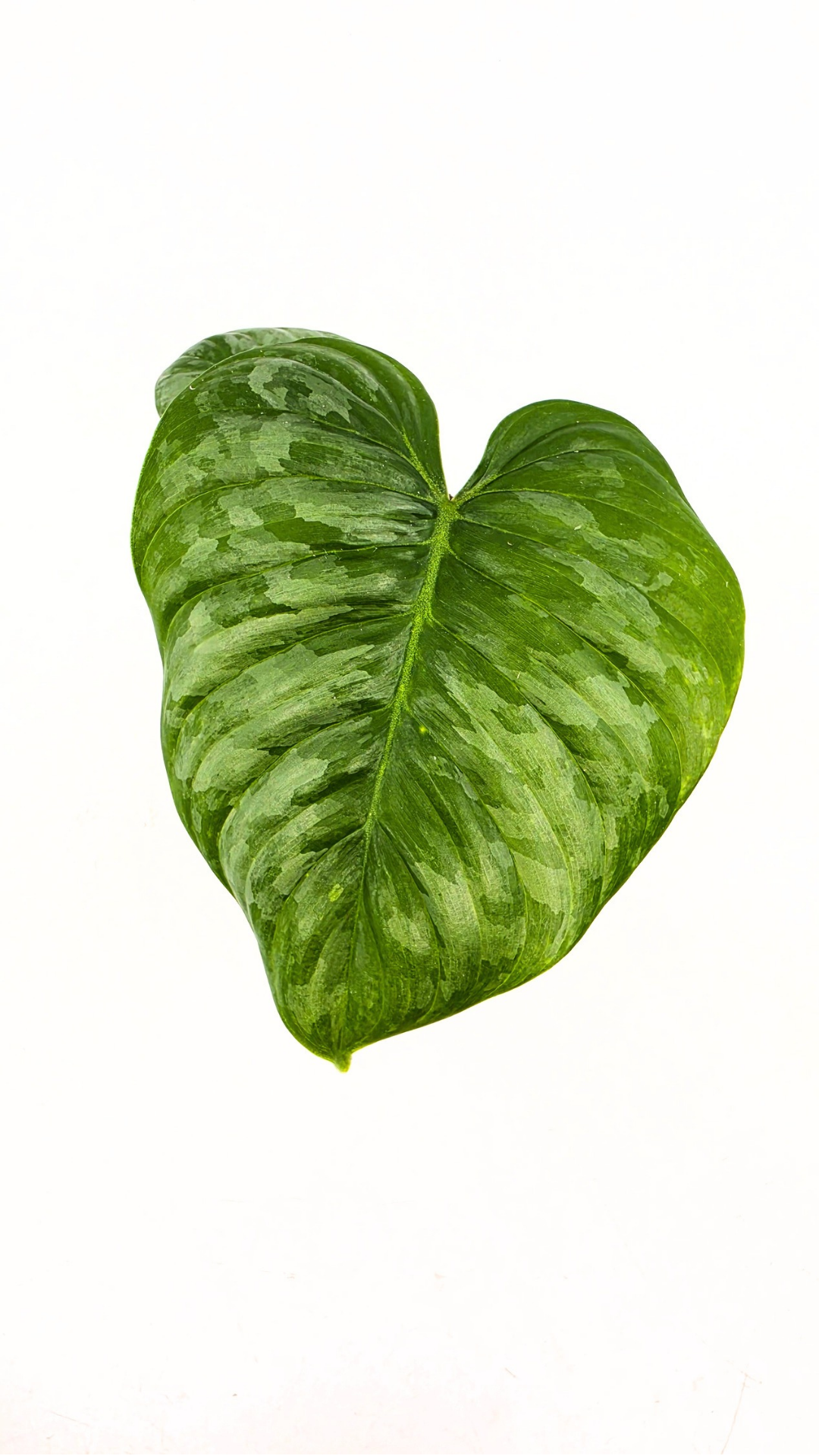 Uncommon indoor plant Philodendron Sodiroi available at rare plant shop The Leaf Gallery in Perth