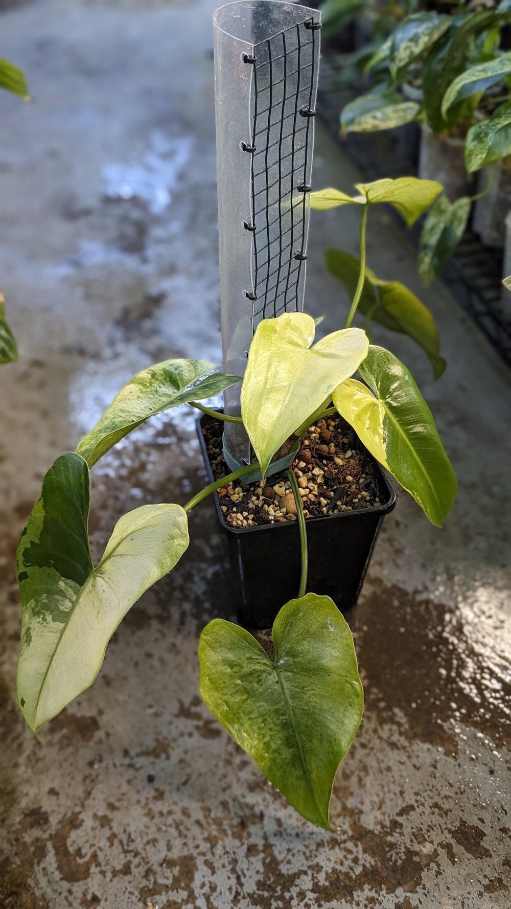 Philodendron Ilsemanii  The Leaf Gallery