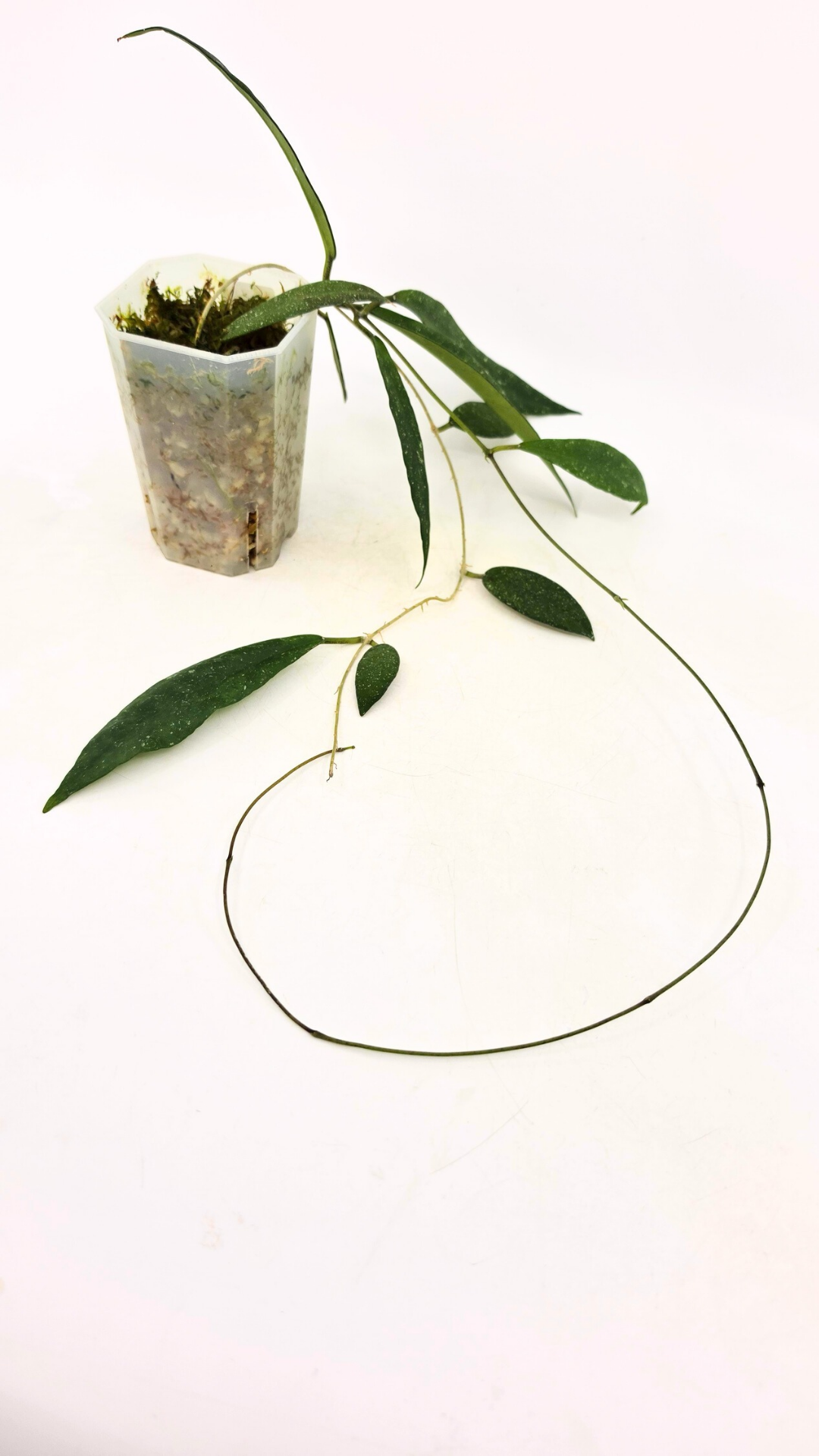 Rare waxplant Hoya Schortechinii UT001 available for sale at rare indoor plant shop The Leaf Gallery in Perth, Western Australia.