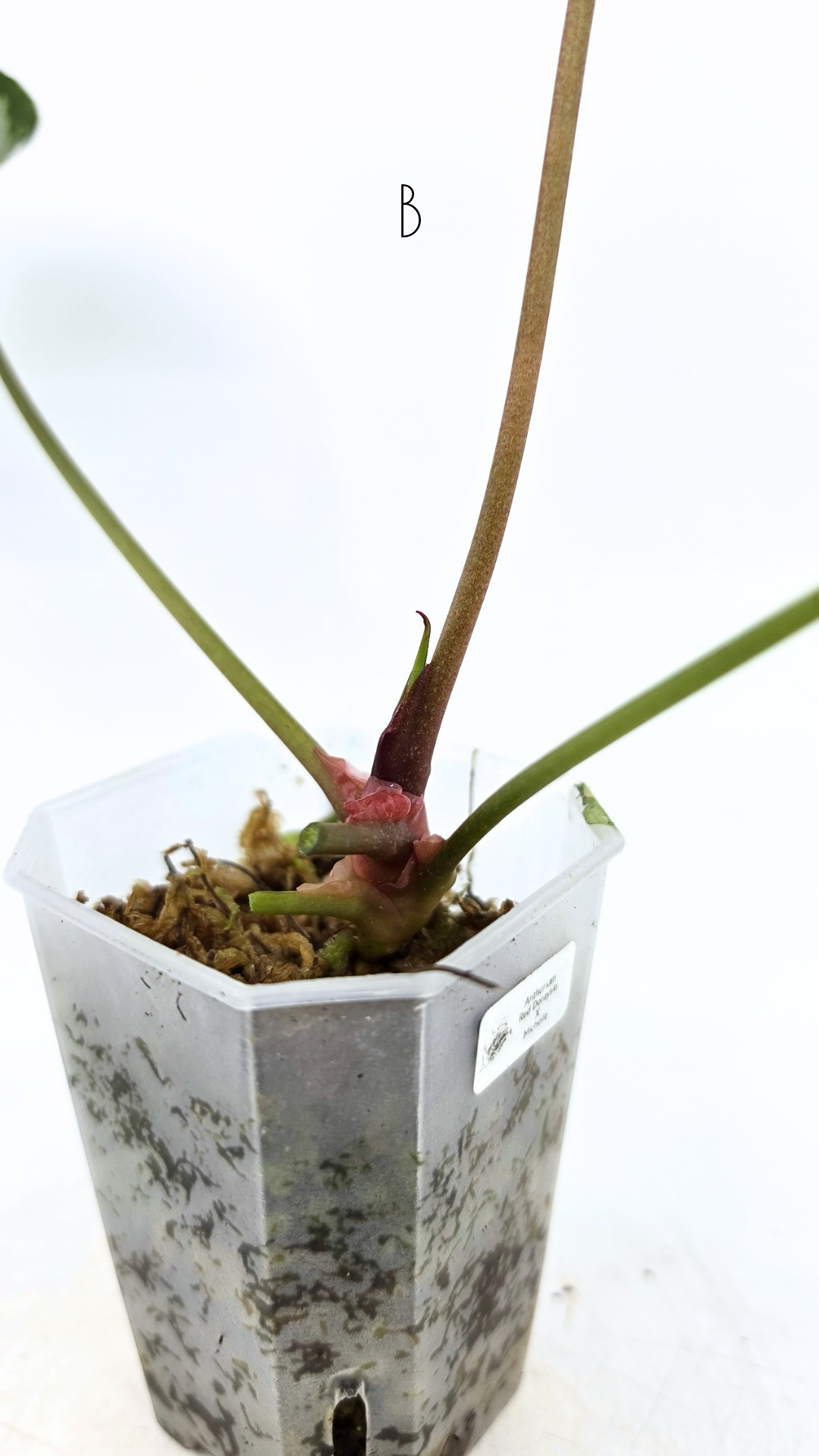 Rare anthurium hybrid Anthurium red dorayaki mutation with Anthurium Michelle by The Leaf Gallery in Perth, Western Australia