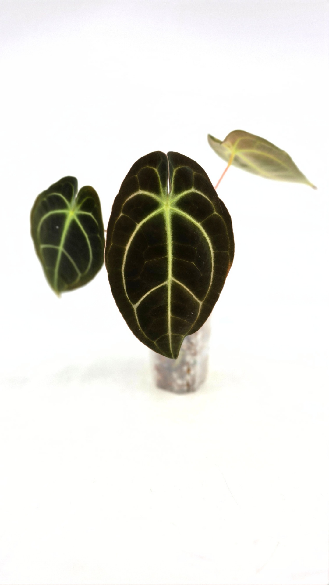 Rare anthurium hybrid Dark Forgetii x Bessae Aff available from rare plant shop The Leaf Gallery in Perth, Western Australia