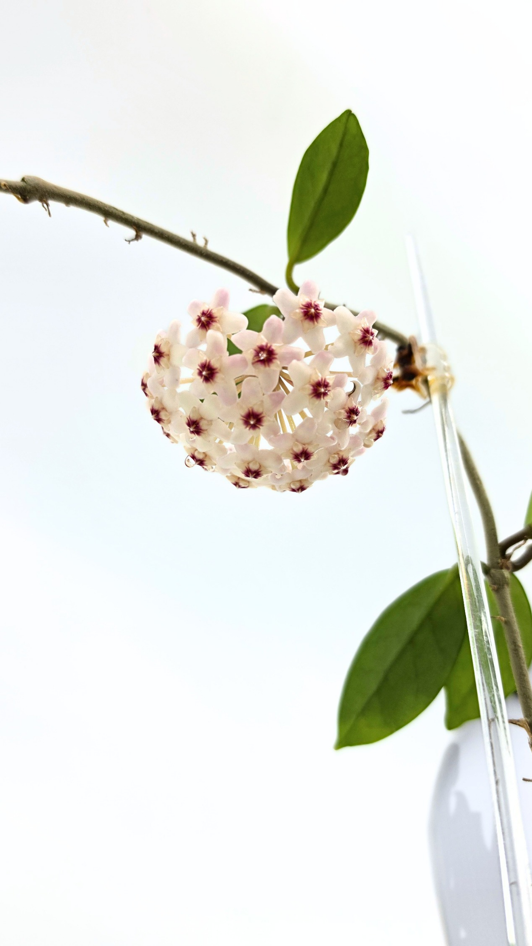 Rare indoor plant hoya wilbur graves propagated by and available for sale at rare plant shop The Leaf Gallery in Perth