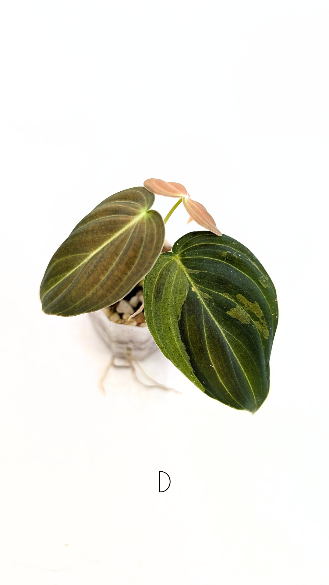 Rare plant Philodendron Melanochrysum Varigated available for sale at rare plant shop The Leaf Gallery in Perth, Western Australia