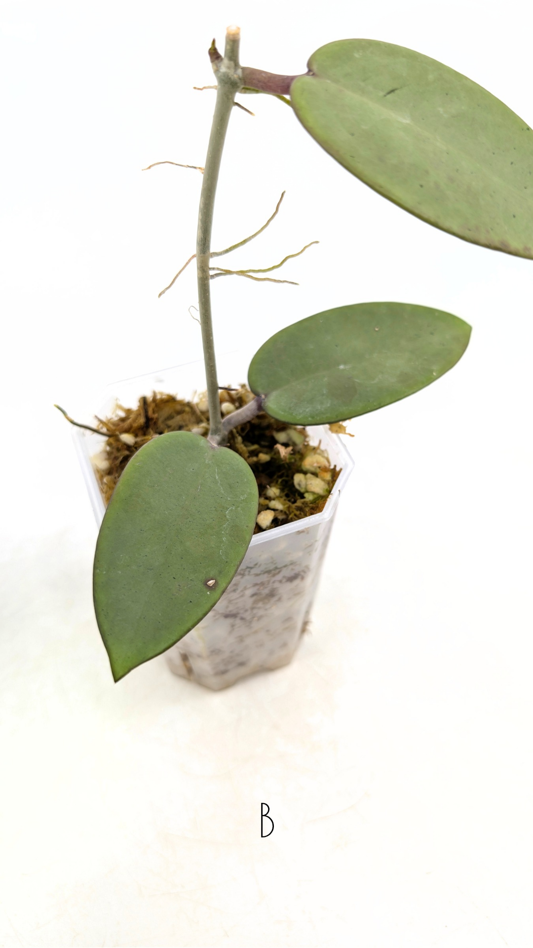 Rare waxplant Hoya Silver Dollar available for sale at rare indoor plant shop The Leaf Gallery in Perth, Western Australia