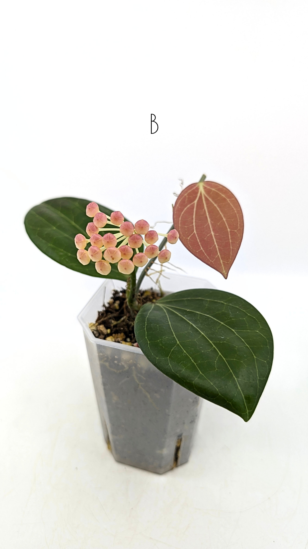 Rare waxplant Hoya Hellwigiana IML1101 available for sale at rare indoor plant shop The Leaf Gallery in Perth, Western Australia