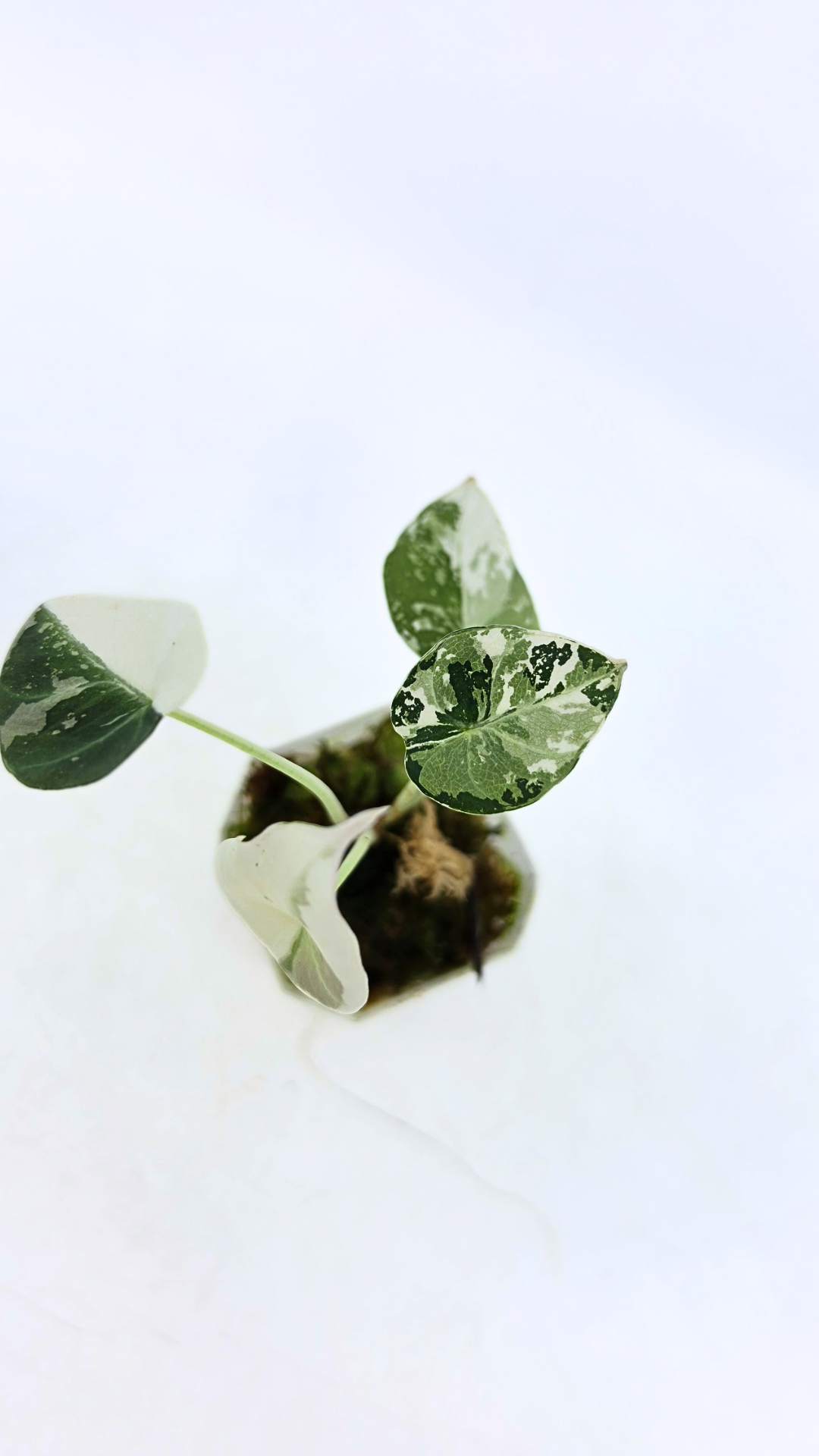 Rare indoor plant Alocasia Black Velvet Pink Variegated available for sale from rare house plant shop The Leaf Gallery in Perth, Western Australia