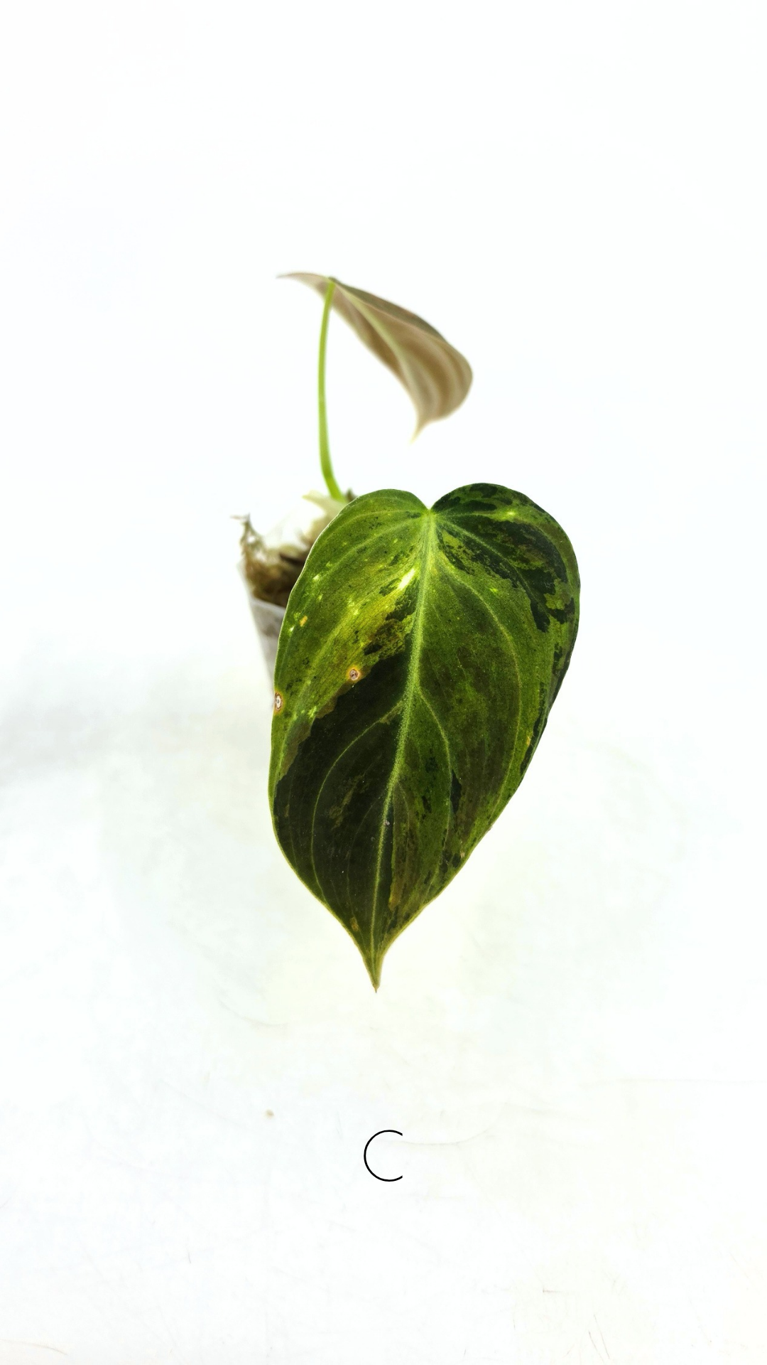 Rare plant Philodendron Melanochrysum Varigated available for sale at rare plant shop The Leaf Gallery in Perth, Western Australia