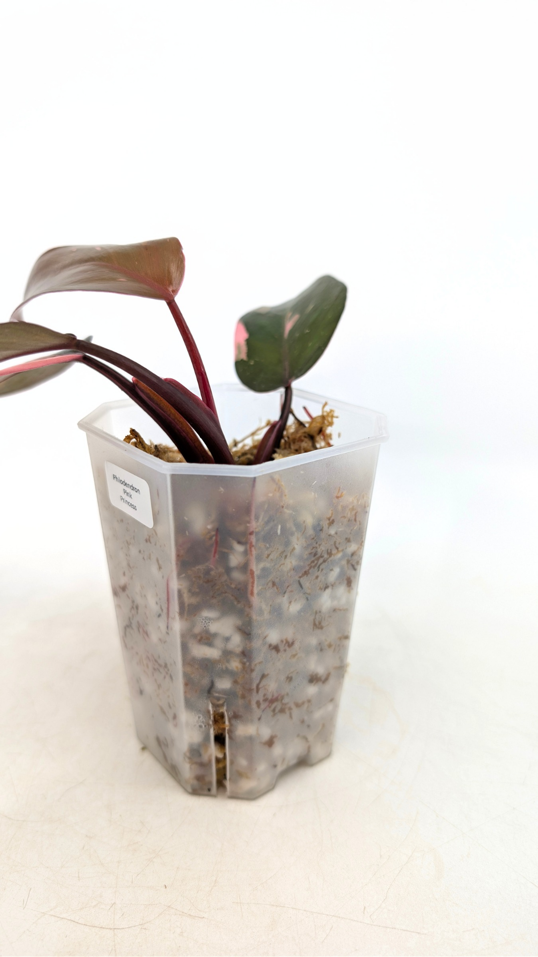 Philodendron pink princess variegated available for sale at rare indoor house plant shop The Leaf Gallery in Perth, Western Australia