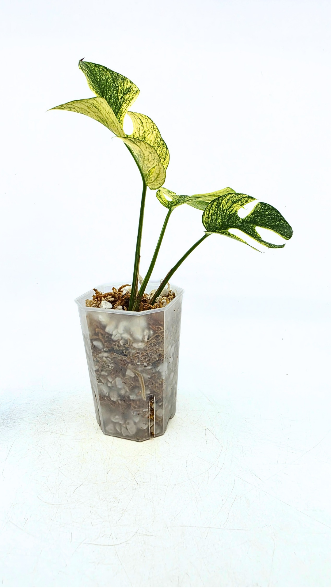 Rare indoor plant Raphidophora Tetrasperma Mint Varigated for sale by rare plant shop The Leaf Gallery in Perth, Western Australia