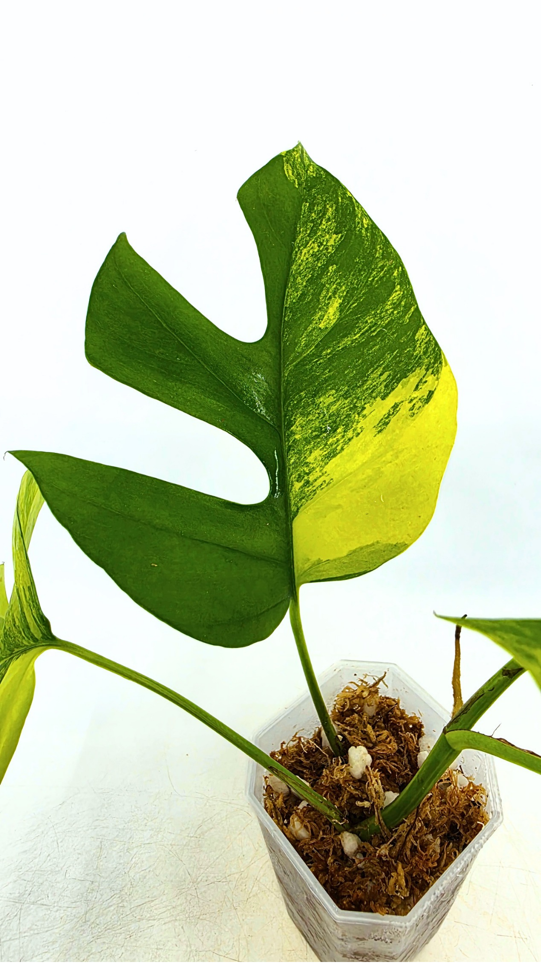 Rare indoor plant Raphidophora Tetrasperma Aurea for sale by rare plant shop The Leaf Gallery in Perth