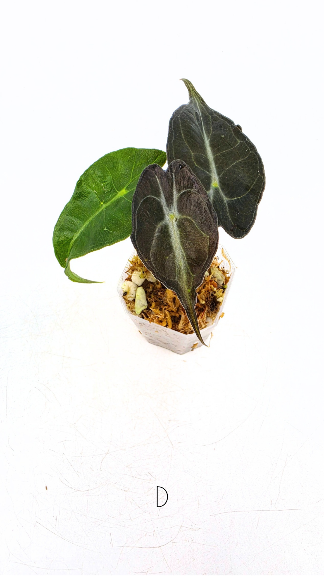 Rare indoor plant Alocasia Venom available for sale at rare house plant shop The Leaf Gallery in Perth, Western Australia.