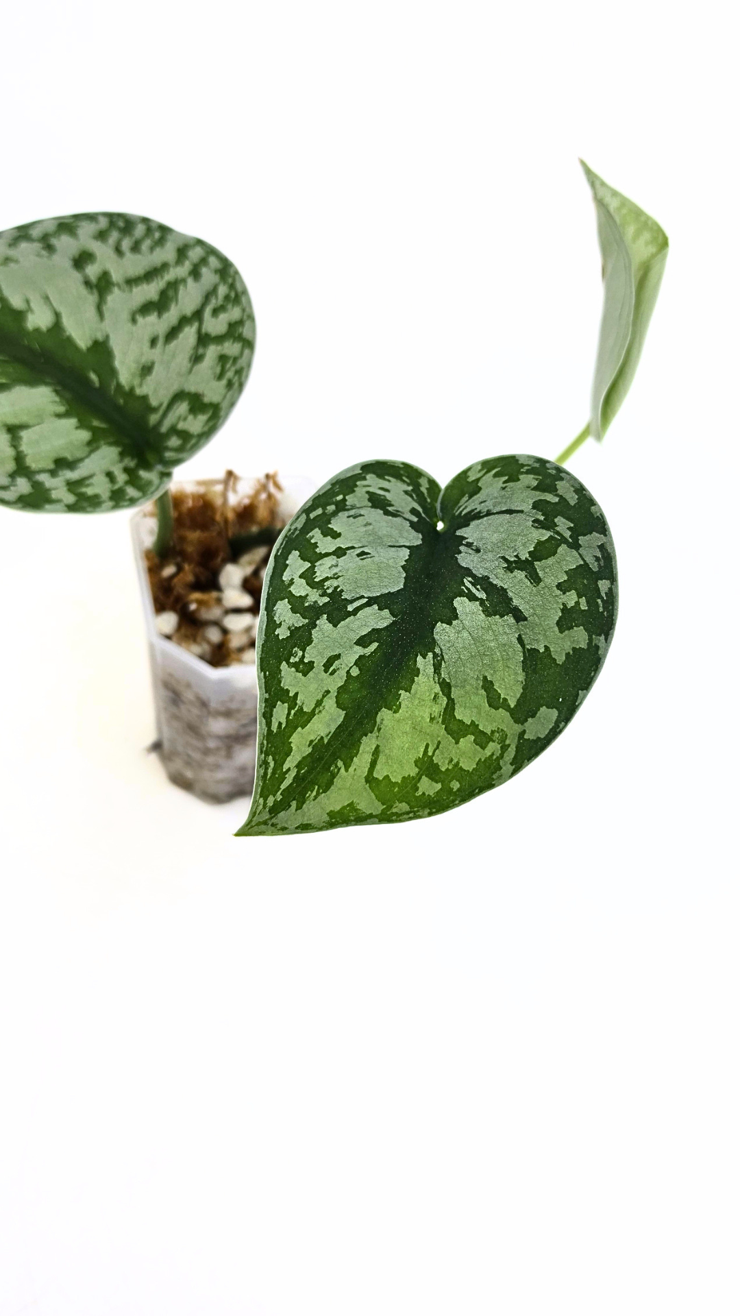 Uncommon indoor plant scindapsus Exotica available for sale at rare plant shop The Leaf Gallery in Perth, Western Australia.