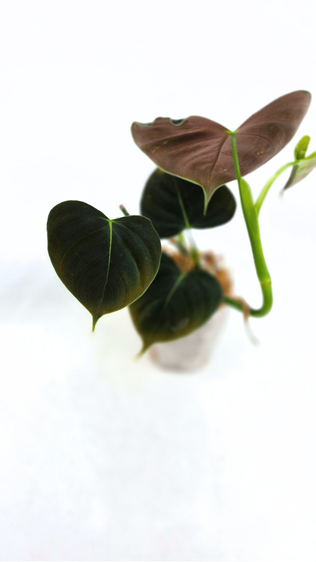 Rare indoor plant Philodendron Lupinum available for sale at rare house plant shop The Leaf Gallery in Perth, Western Australia