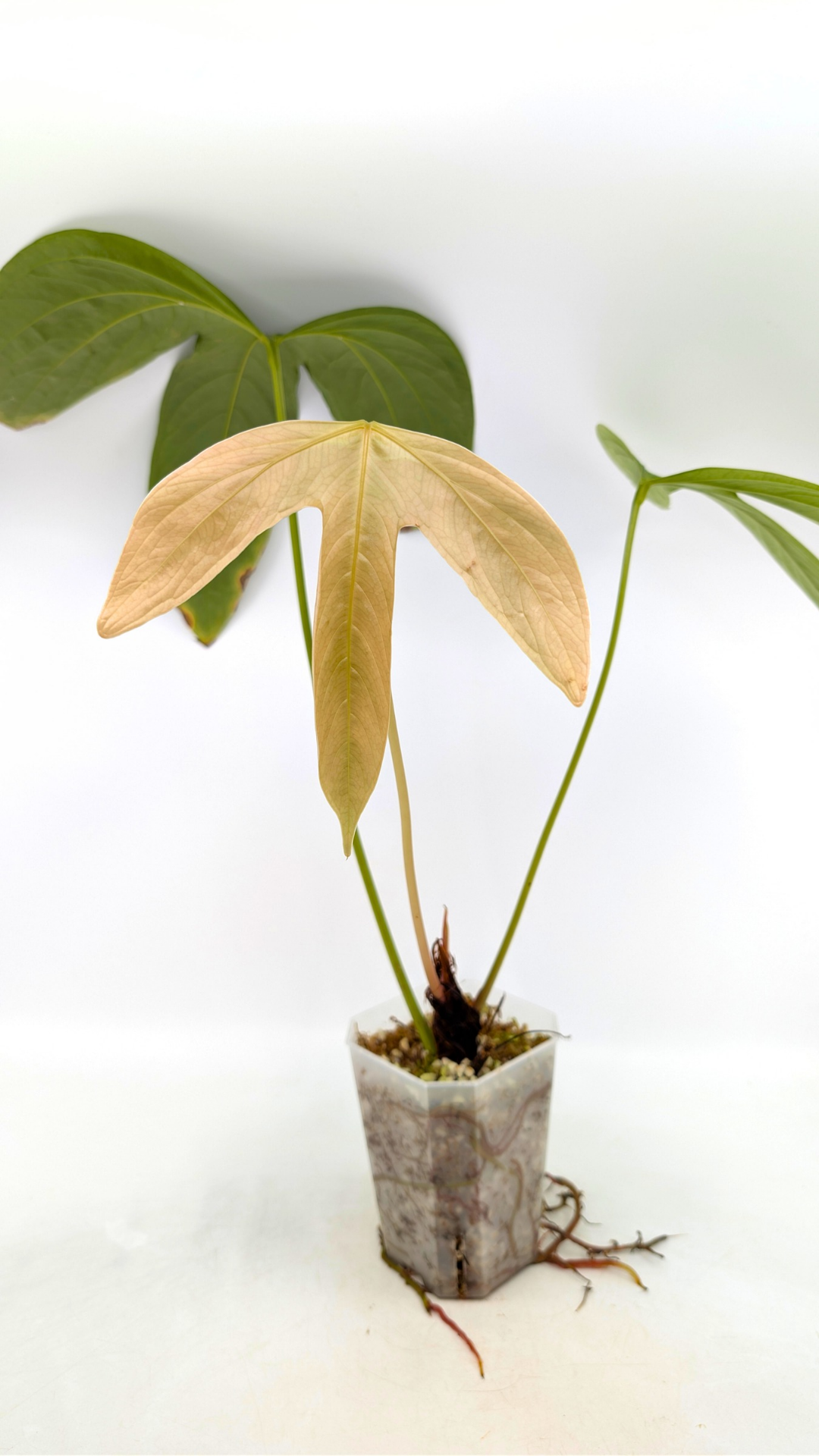 Rare tri-lobed Anthurium Moronese available for sale at rare indoor plant shop The Leaf Gallery in Perth, Western Australia