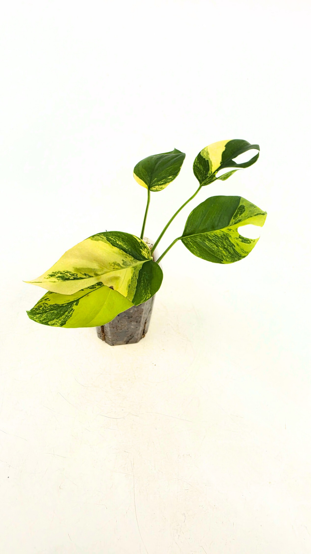 Rare indoor plant Raphidophora Tetrasperma Aurea for sale by rare plant shop The Leaf Gallery in Perth
