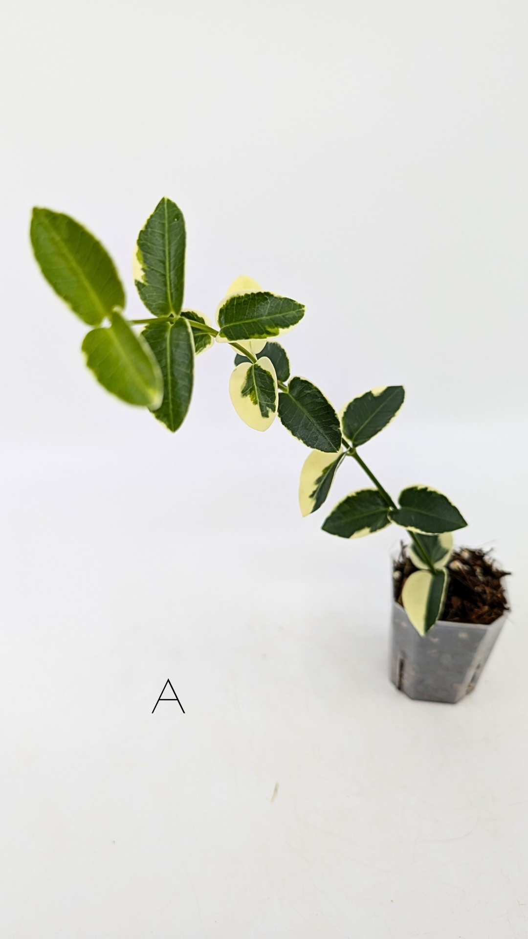 Rare waxplant Hoya Cumingiana Albo available for sale at rare indoor plant shop The Leaf Gallery in Perth, Western Australia