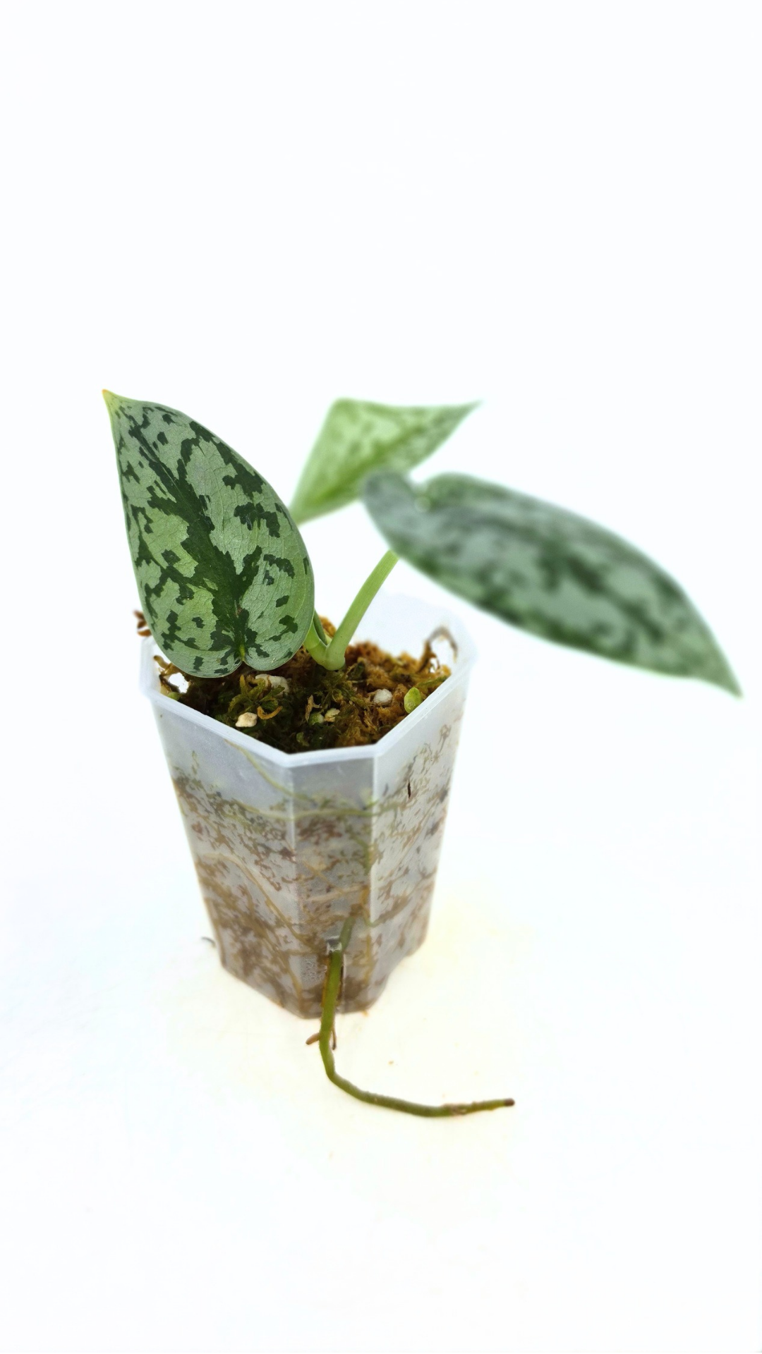 Uncommon indoor plant scindapsus pictus Silver Lady available for sale at rare plant shop The Leaf Gallery in Perth, Western Australia.
