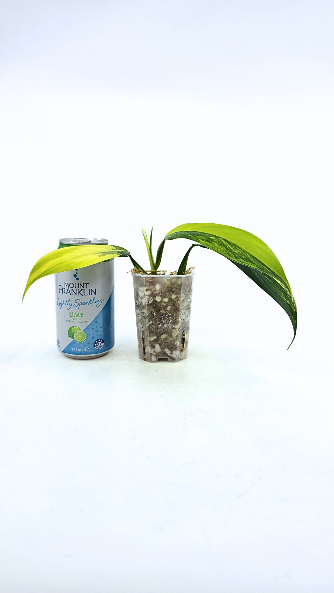 Super Rare indoor plant Philodendron Panduriforme variegated available for sale at rare house plant shop The Leaf Gallery in Perth, Western Australia.