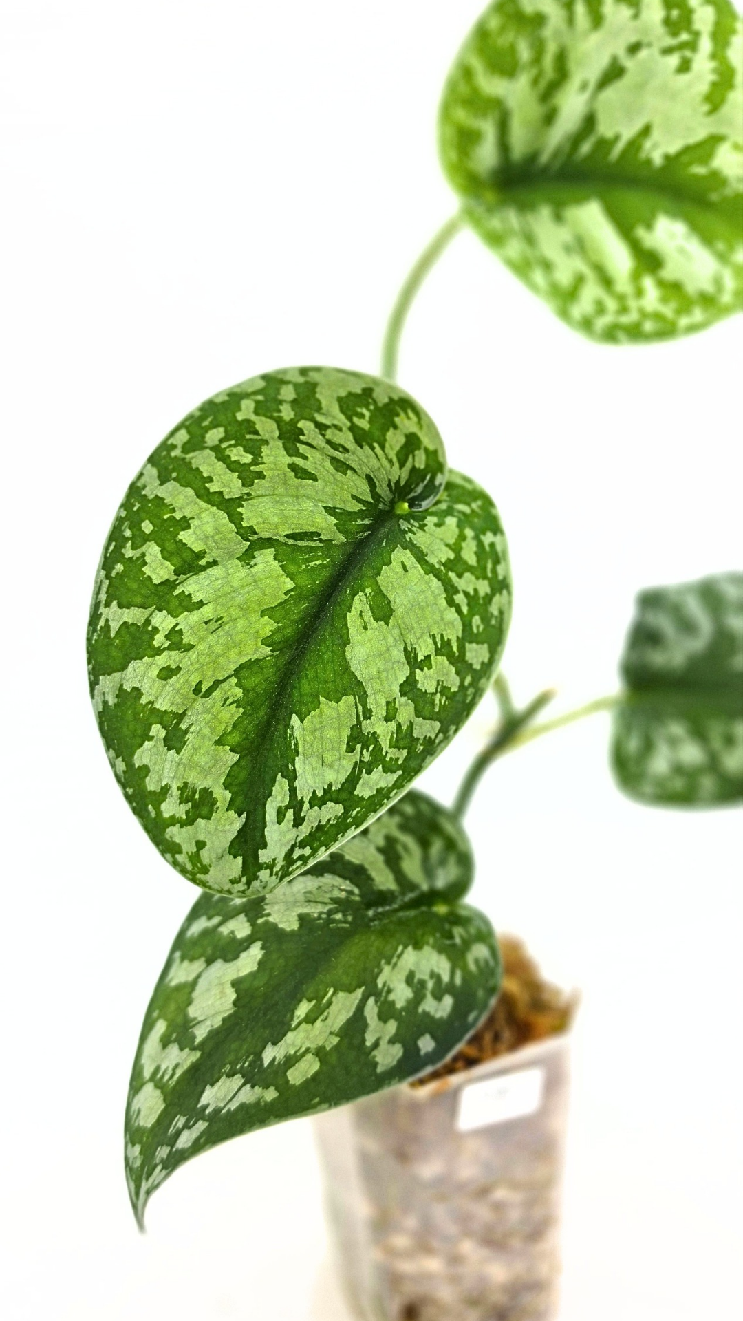 Uncommon indoor plant scindapsus Exotica available for sale at rare plant shop The Leaf Gallery in Perth, Western Australia.