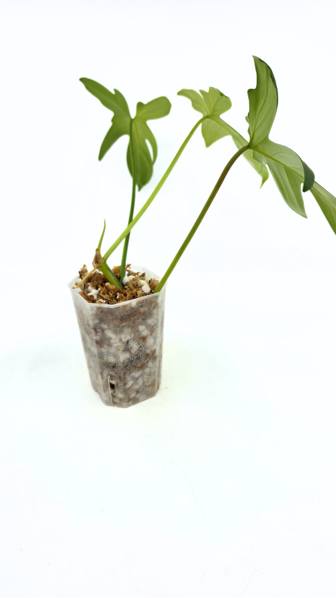 Uncommon indoor plant Philodendron Pedatum Ghost available for sale at rare indoor plant shop The Leaf Gallery in Perth, Western Australia
