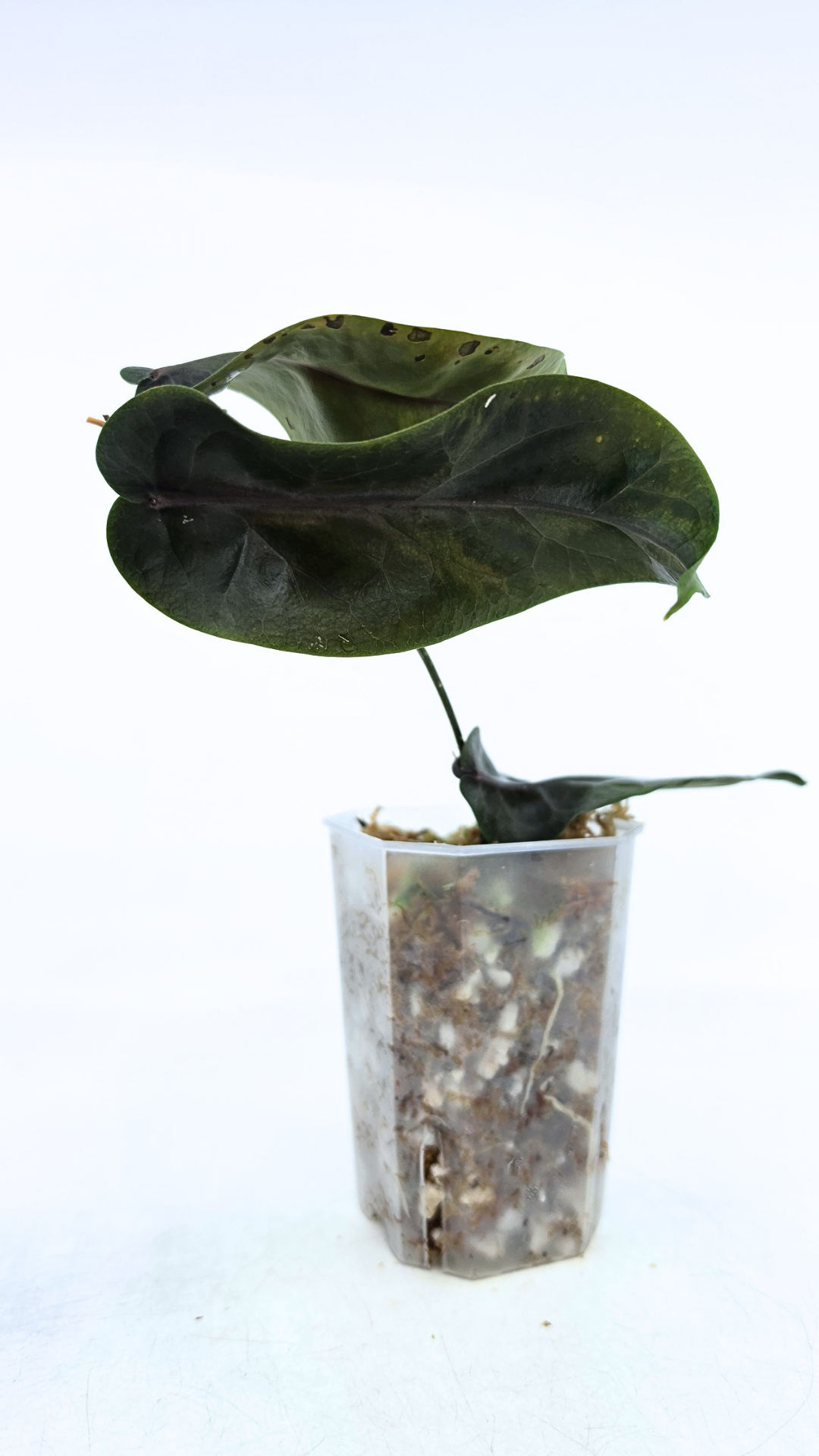 Rare waxplant hoya megalaster IML1007 available for sale at rare plant shop The Leaf Gallery in Perth, Western Australia