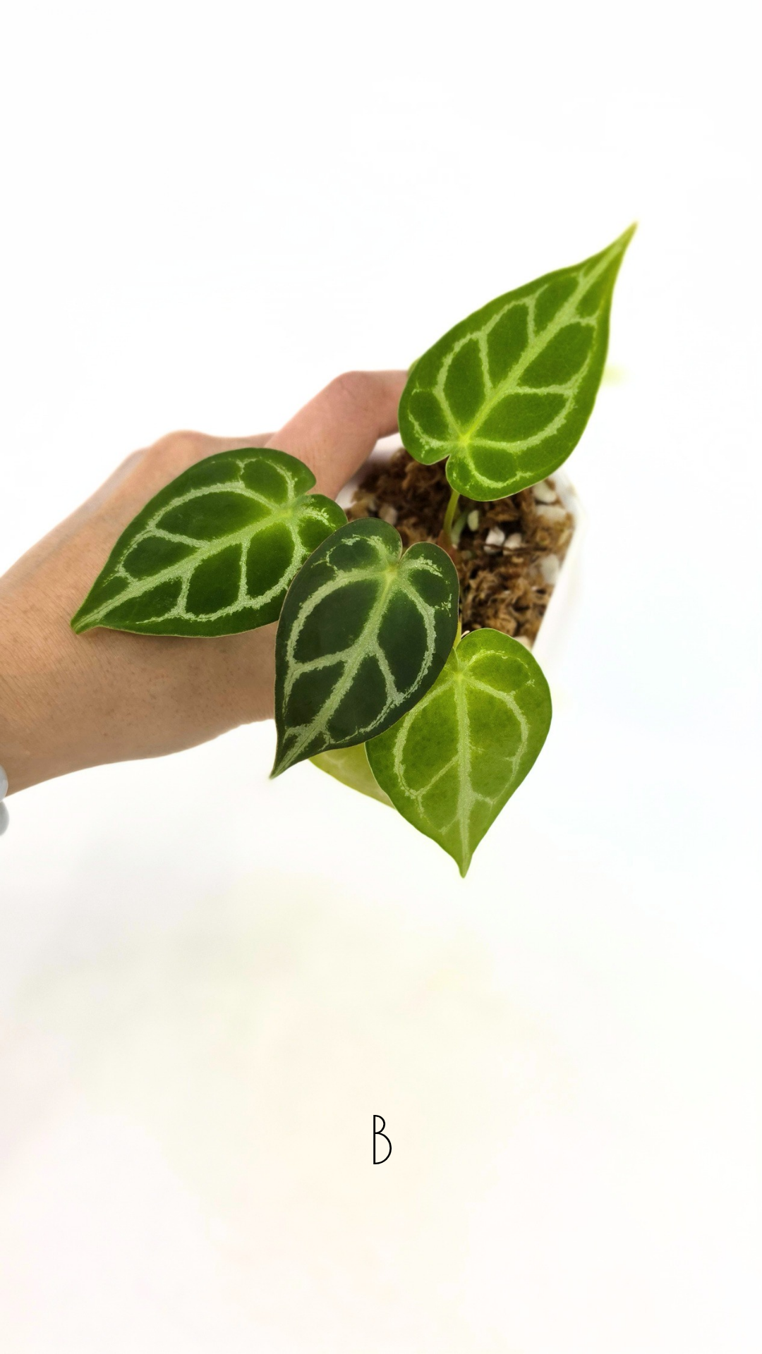 Rare anthurium hybrid Dark Forgetii cross with Anthurium Silver blush available for sale at rare plant shop The Leaf Gallery in Perth, Western Australia
