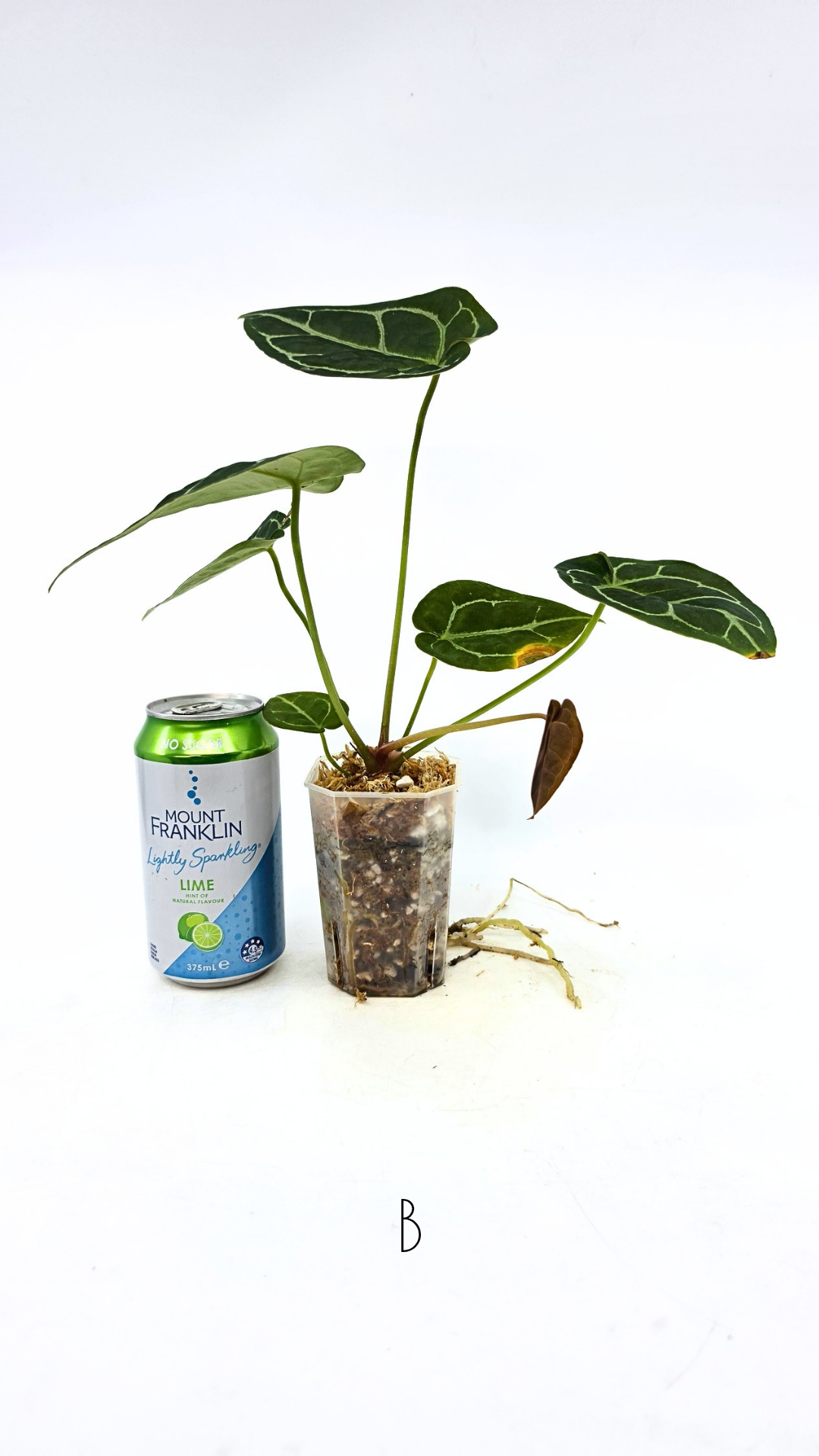 Rare anthurium hybrid Anthurium Dark Forgetii x Bessae Aff X Anthurium Michelle by The Leaf Gallery in Perth, Western Australia