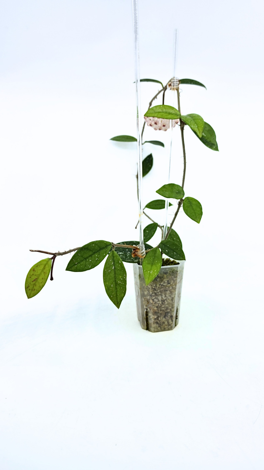 Rare indoor plant hoya wilbur graves propagated by and available for sale at rare plant shop The Leaf Gallery in Perth