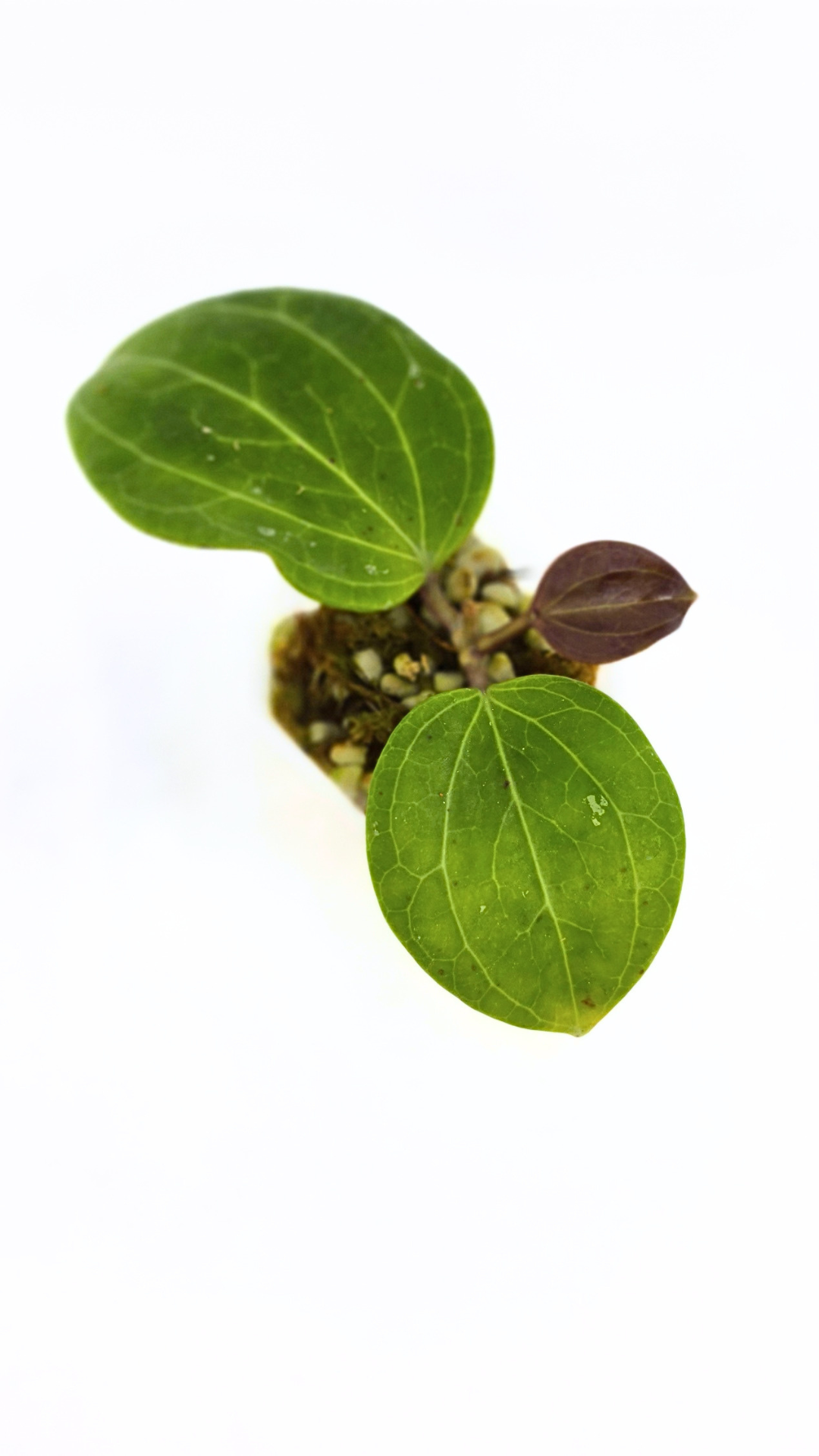 Rare waxplant Hoya Sarawak available for sale at rare indoor plant shop The Leaf Gallery in Perth, Western Australia