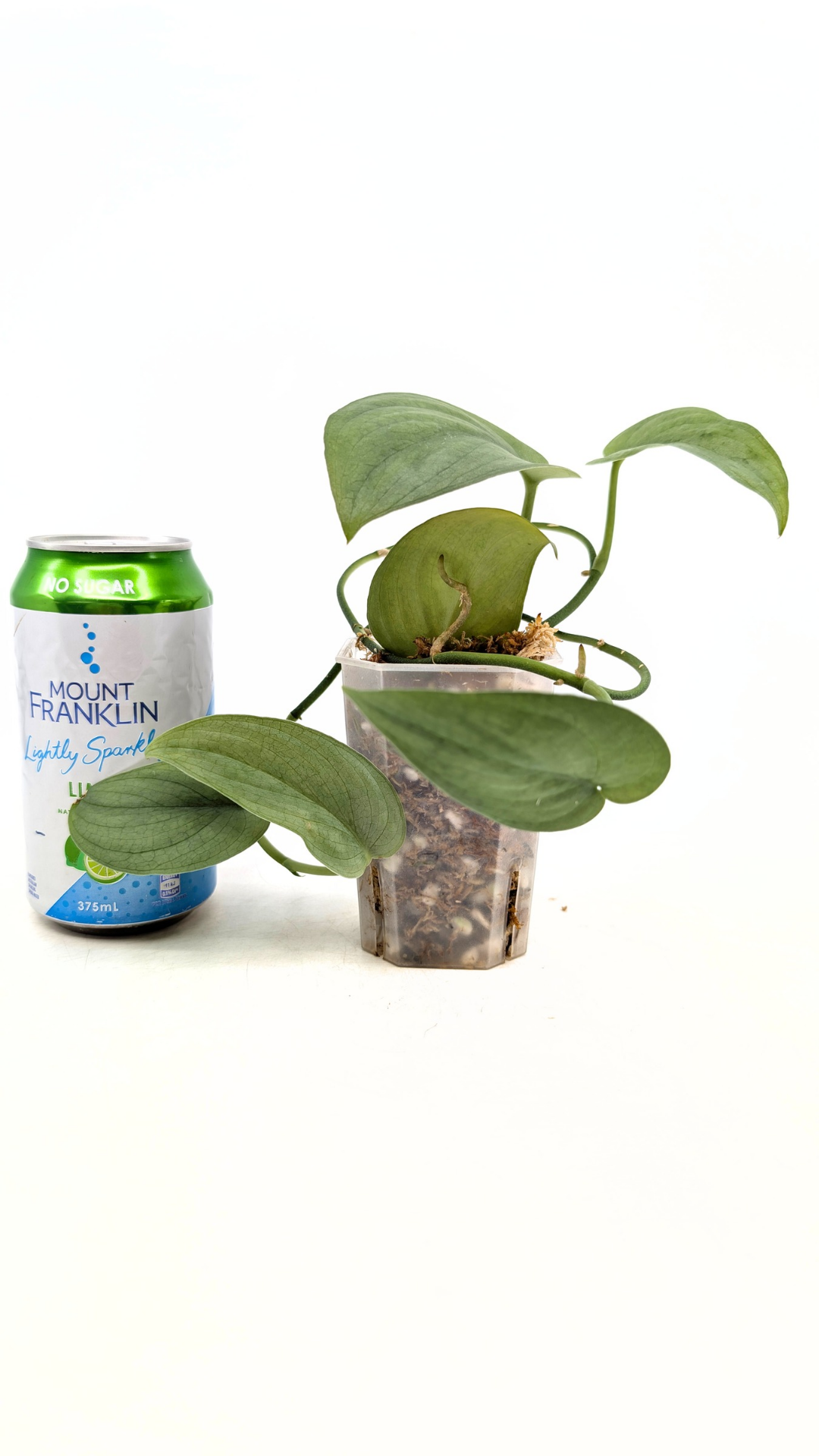 Rare indoor plant Scindapsus Platinum available for sale at rare plant shop The Leaf Gallery in Perth, Western Australia