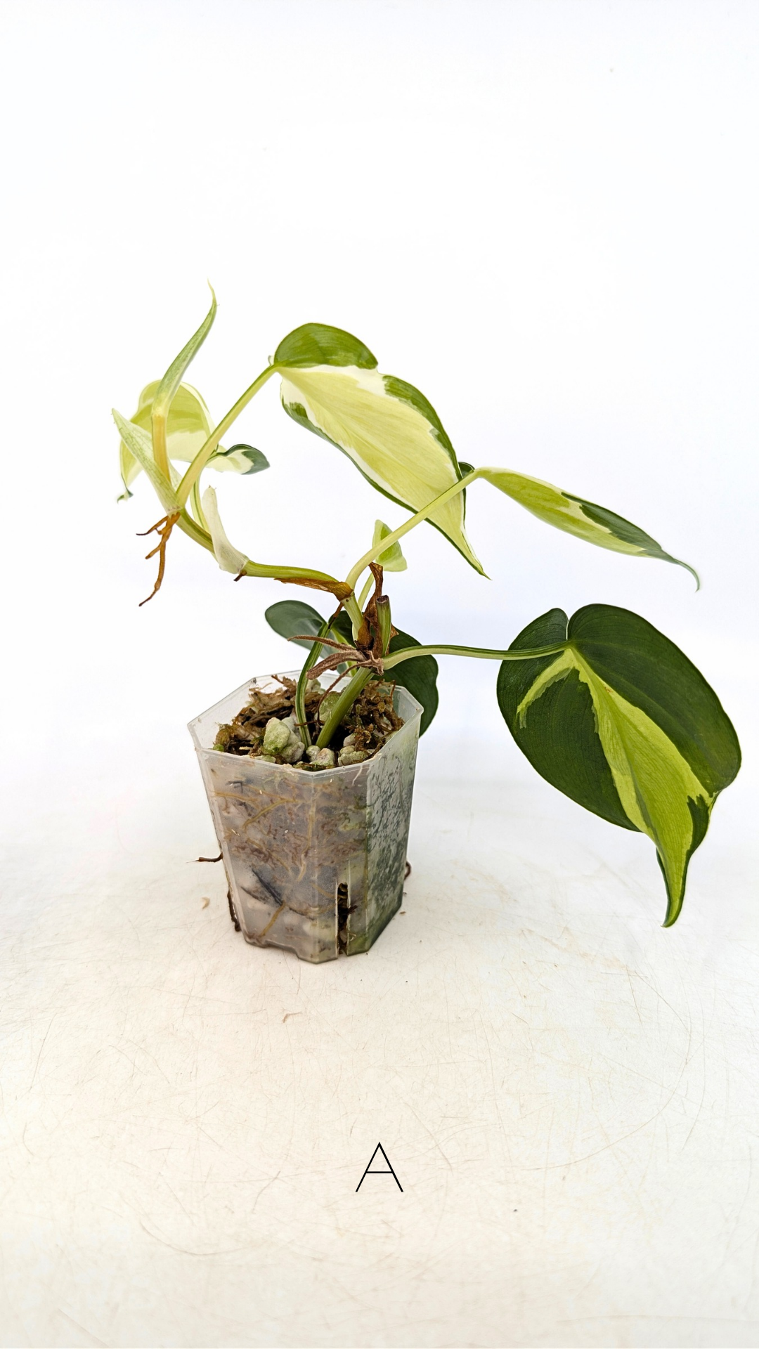 Rare indoor plant Philodendron Cream Splash available at rare plant shop The Leaf Gallery in Perth, Western Australia