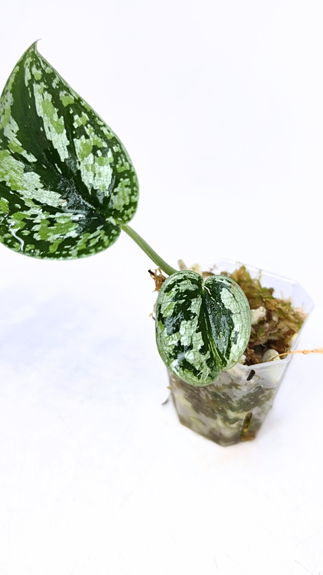Rare indoor plant Scindapsus Silver Tricolour available for sale at rare house plant shop The Leaf Gallery in Perth, Western Australia