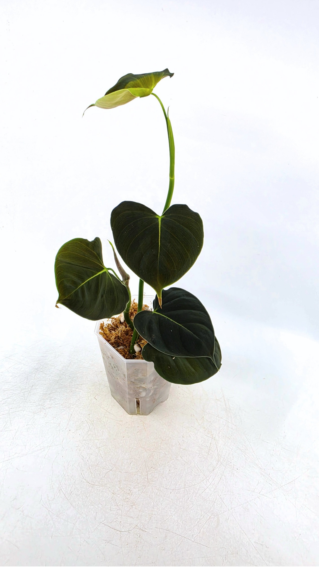 Rare indoor plant Philodendron Lupinum available for sale at rare house plant shop The Leaf Gallery in Perth, Western Australia