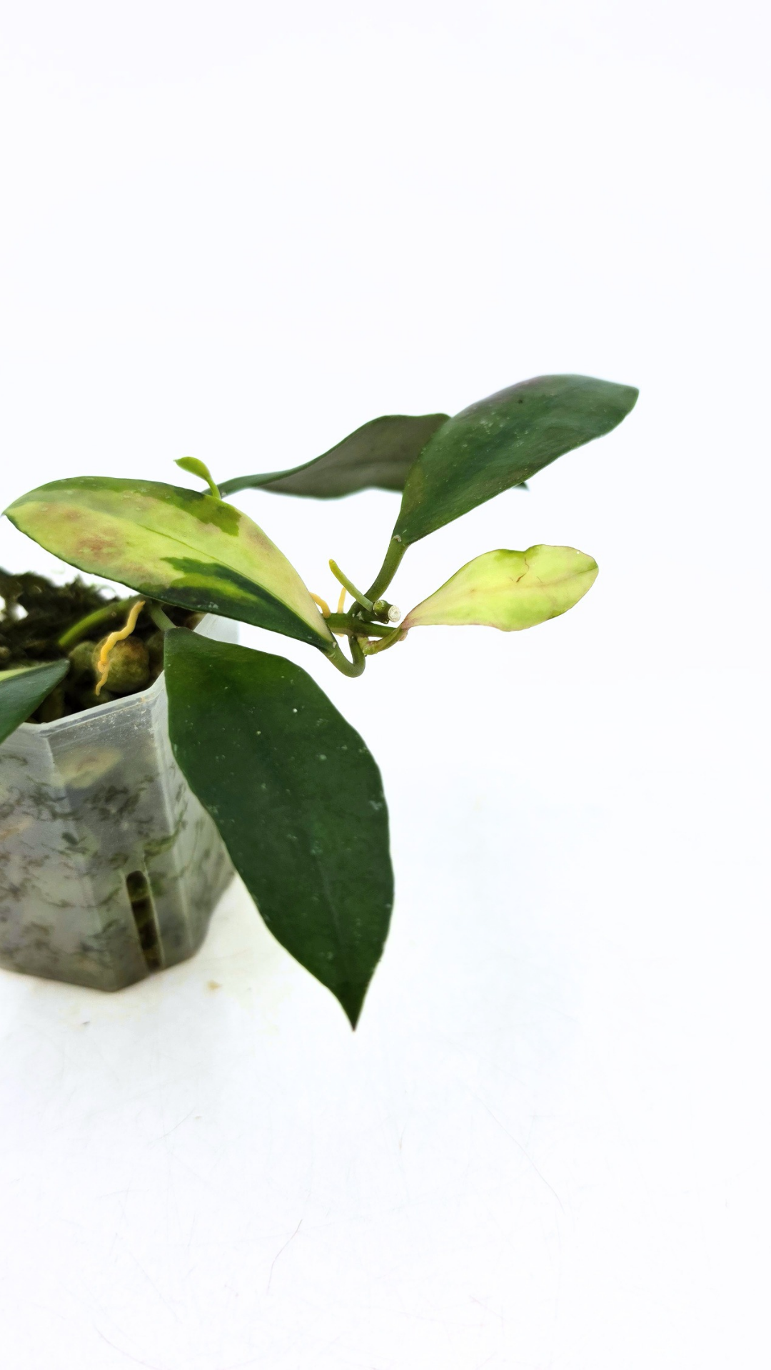Rare hoya Walliniana Varigated available for sale at rare plant shop The Leaf Gallery in Perth, Western Australia