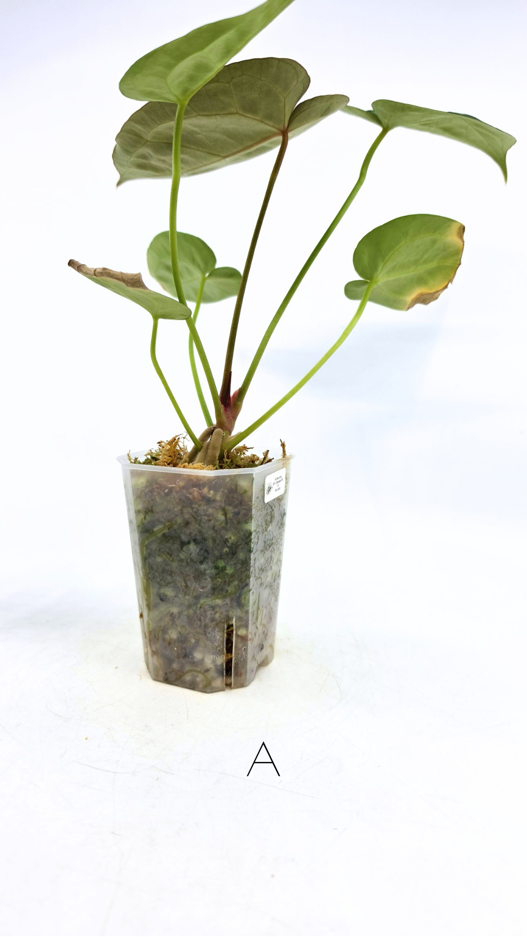 Rare anthurium hybrid Anthurium Dark Forgetii x Bessae Aff X Anthurium Michelle by The Leaf Gallery in Perth, Western Australia