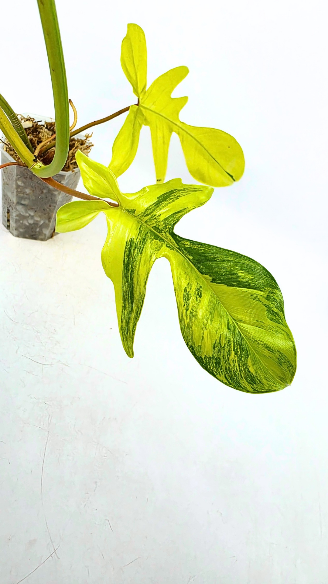 Rare indoor plant Philodendron Florida Beauty Varigated available at rare plant shop The Leaf Gallery in Perth, Western Australia