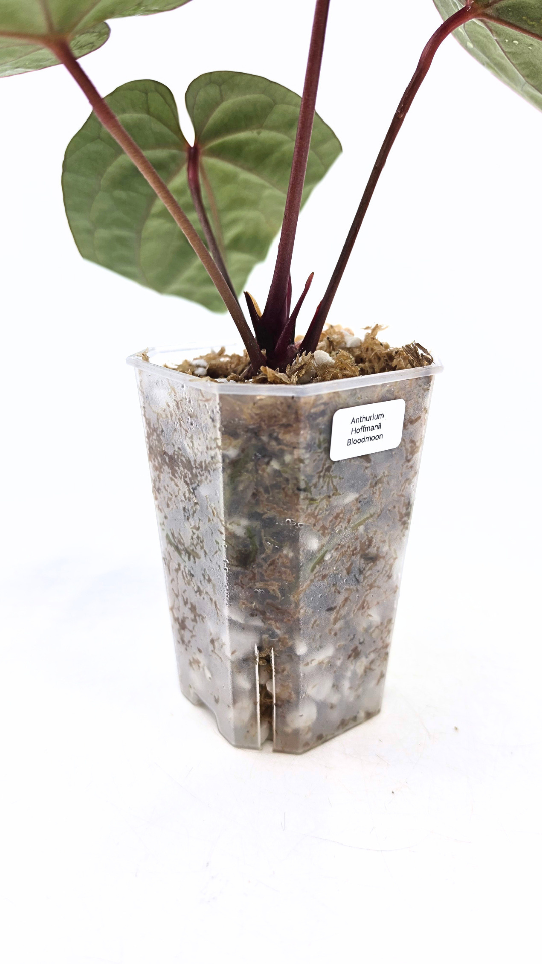 Rare indoor plant Anthurium Bloodmoon clone available from rare house plant shop The Leaf Gallery in Perth, Western Australia