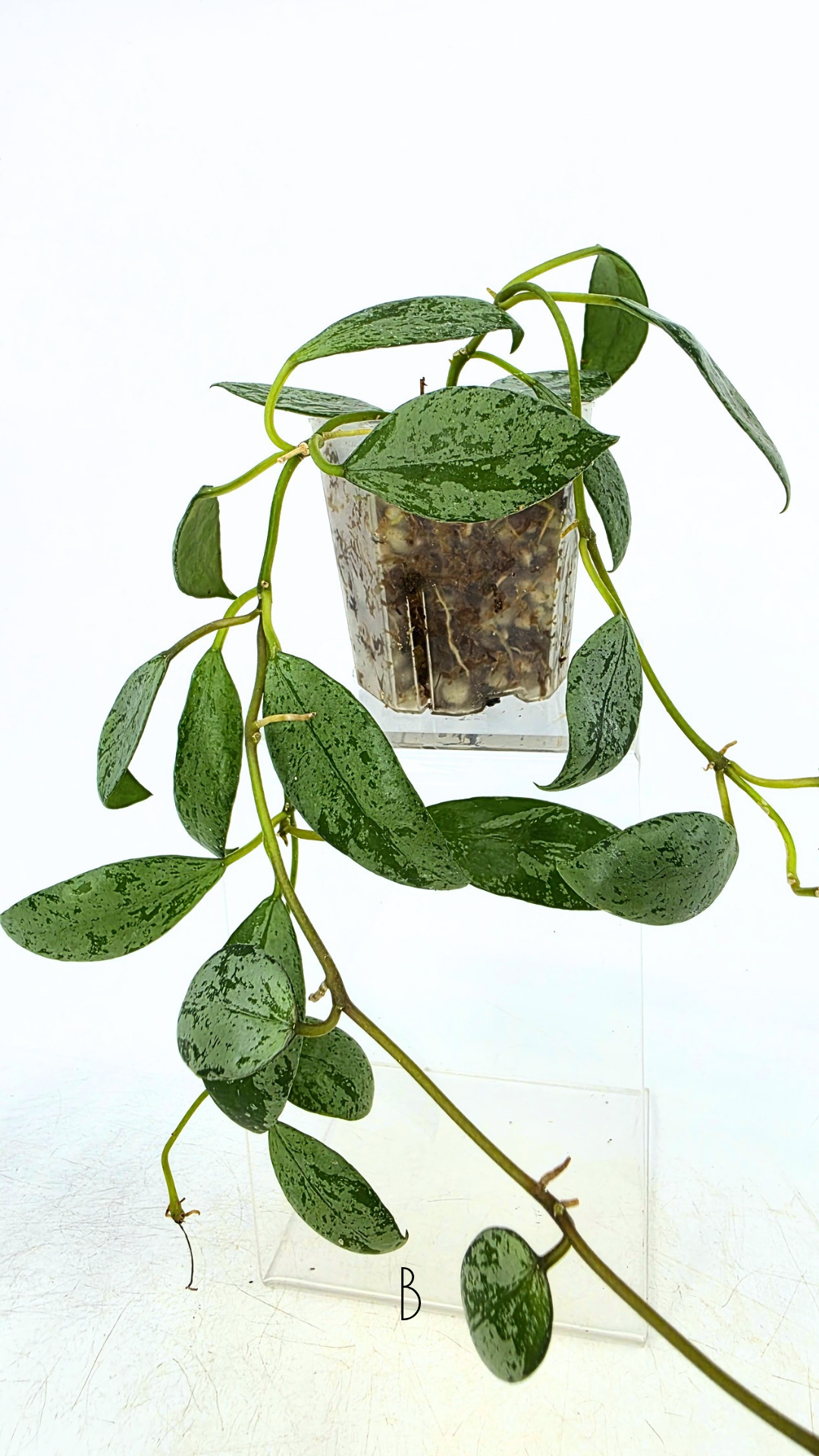 Rare waxplant Hoya Sulcata available for sale at rare indoor plant shop The Leaf Gallery in Perth, Western Australia