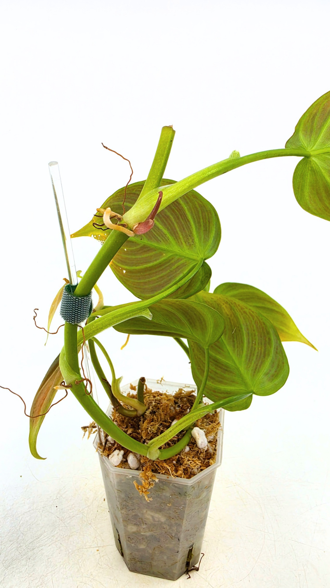 Uncommon indoor plant Philodendron Camposportoanum available for sale at rare house plant shop The Leaf Gallery in Perth, Western Australia