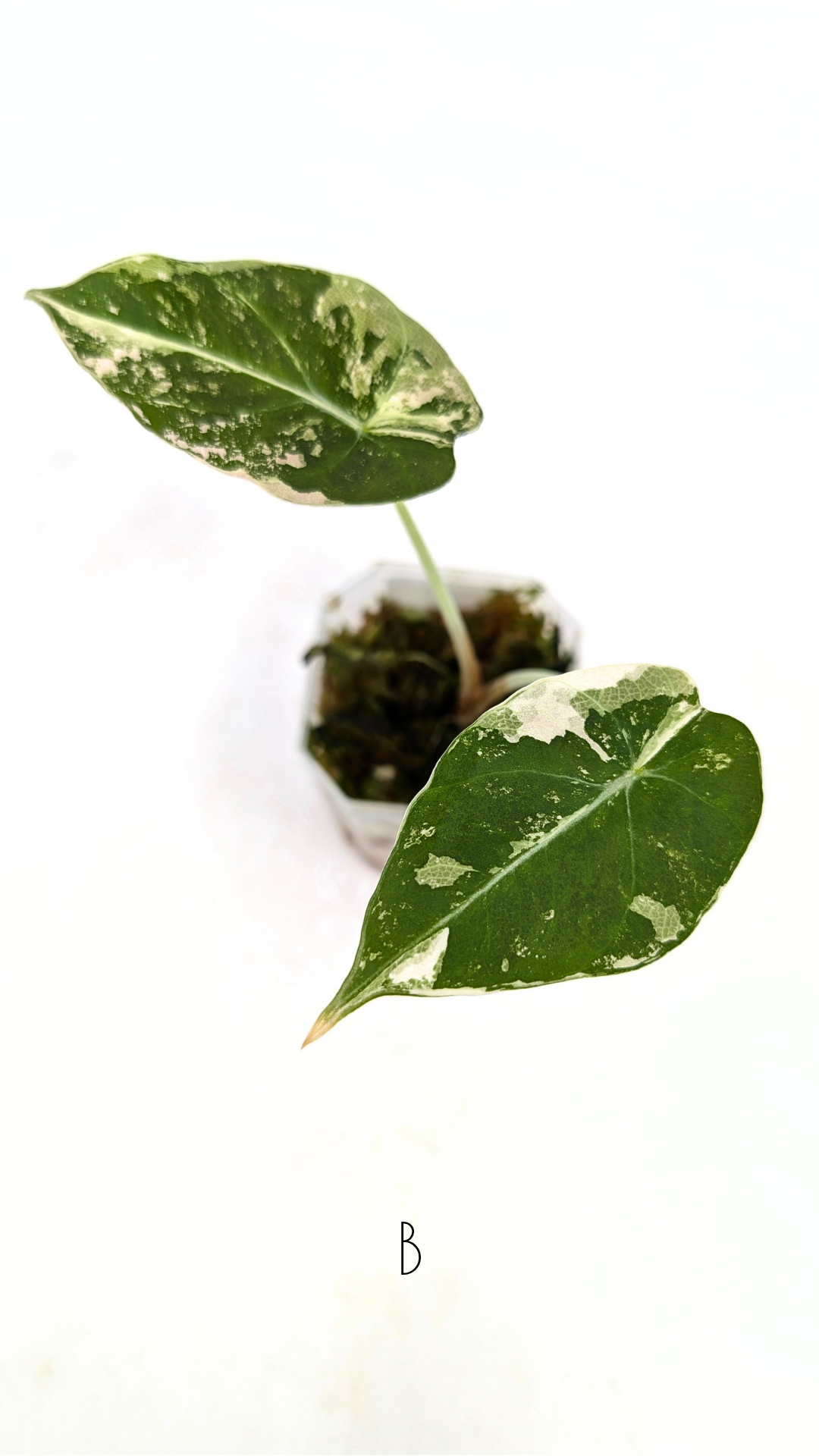 Rare indoor plant Alocasia Black Velvet Pink Variegated available for sale from rare house plant shop The Leaf Gallery in Perth, Western Australia