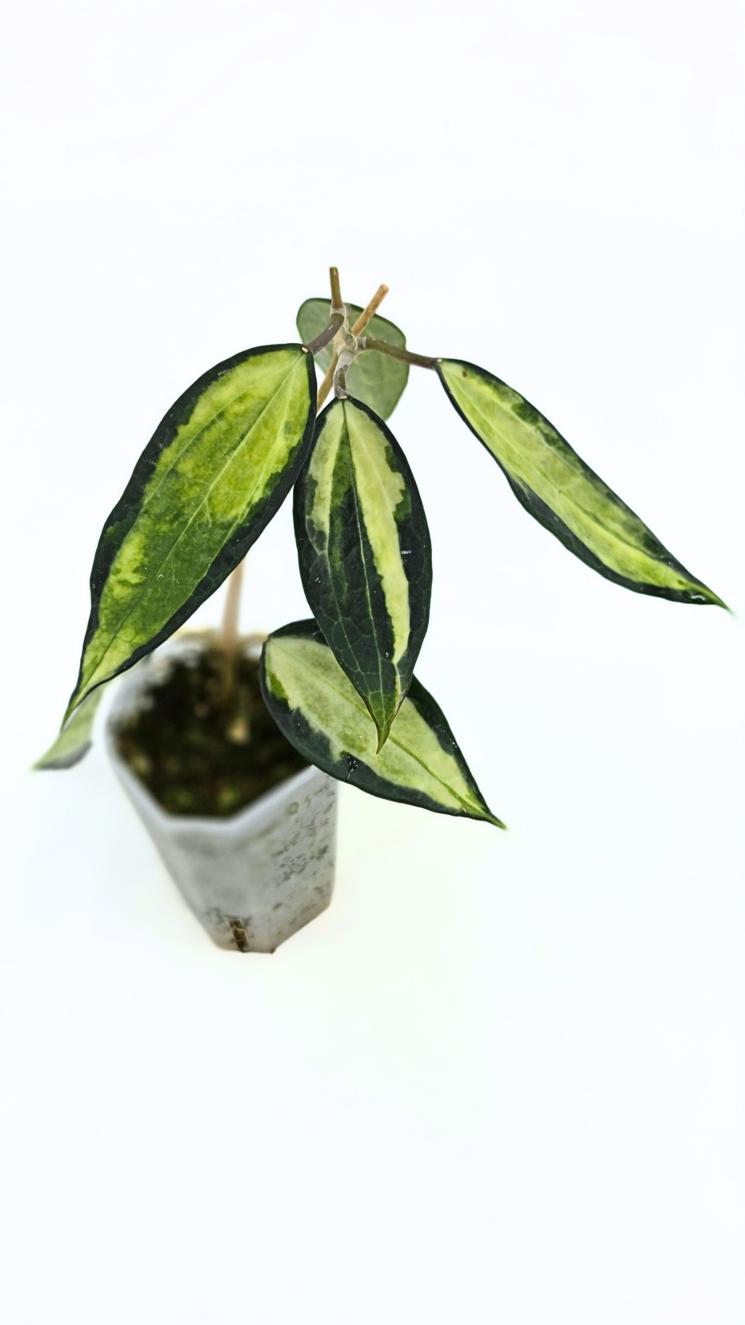 Rare waxplant Hoya Macrophylla Pot of Gold available for sale at rare indoor plant shop The Leaf Gallery in Perth, Western Australia