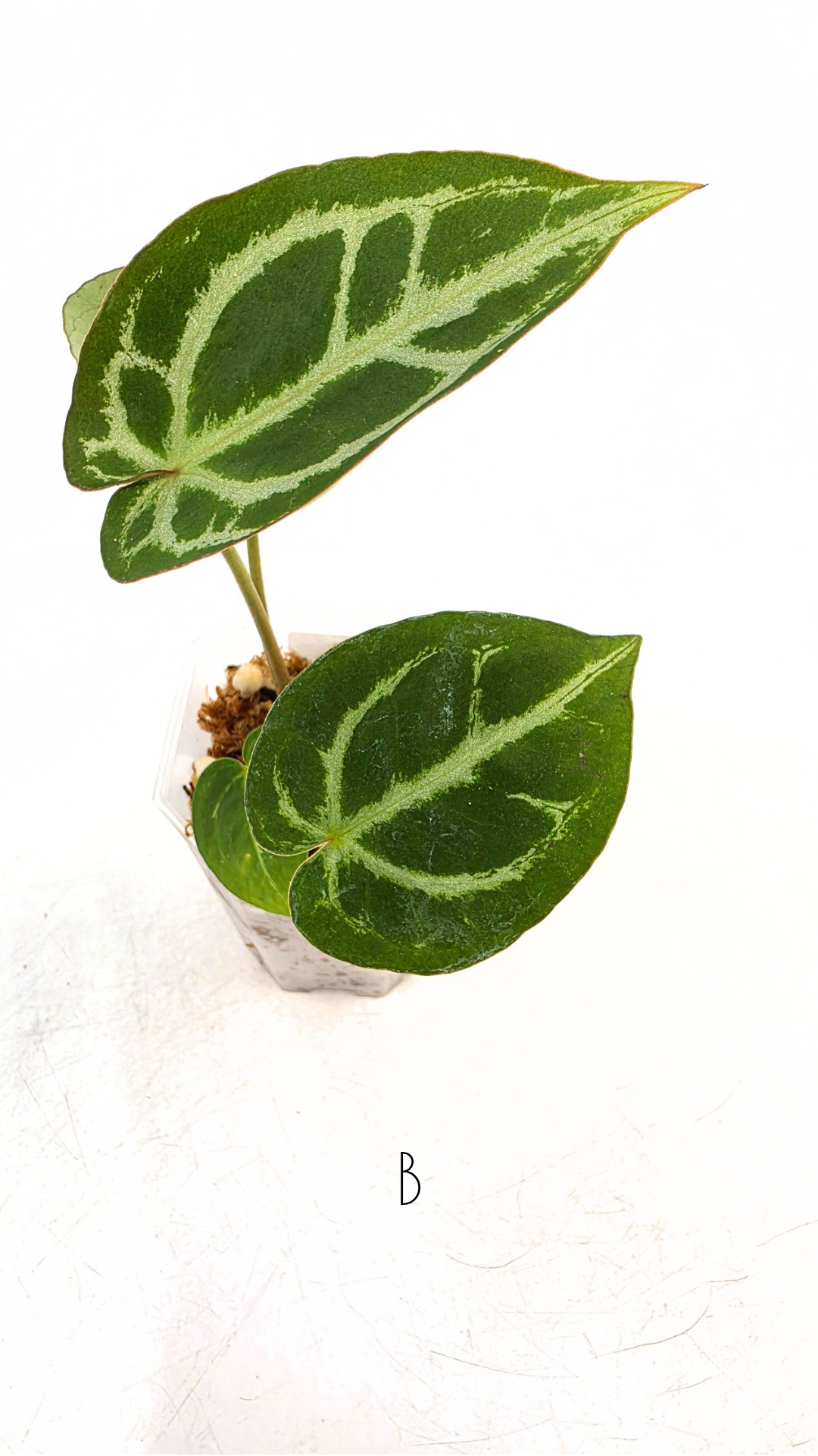 Rare anthurium hybrid Anthurium red dorayaki mutation with Anthurium Michelle by The Leaf Gallery in Perth, Western Australia