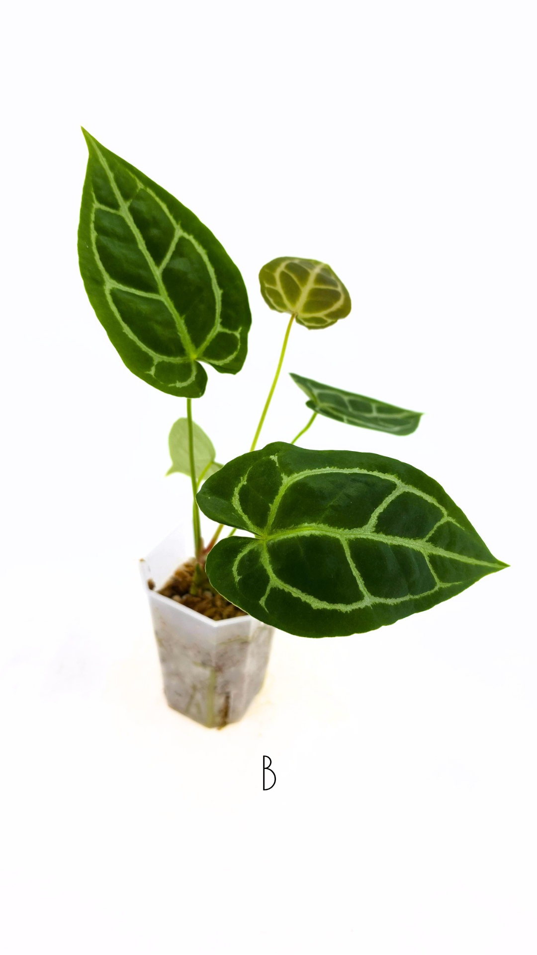 Rare anthurium hybrid Anthurium Dark Forgetii x Bessae Aff X Anthurium Michelle by The Leaf Gallery in Perth, Western Australia